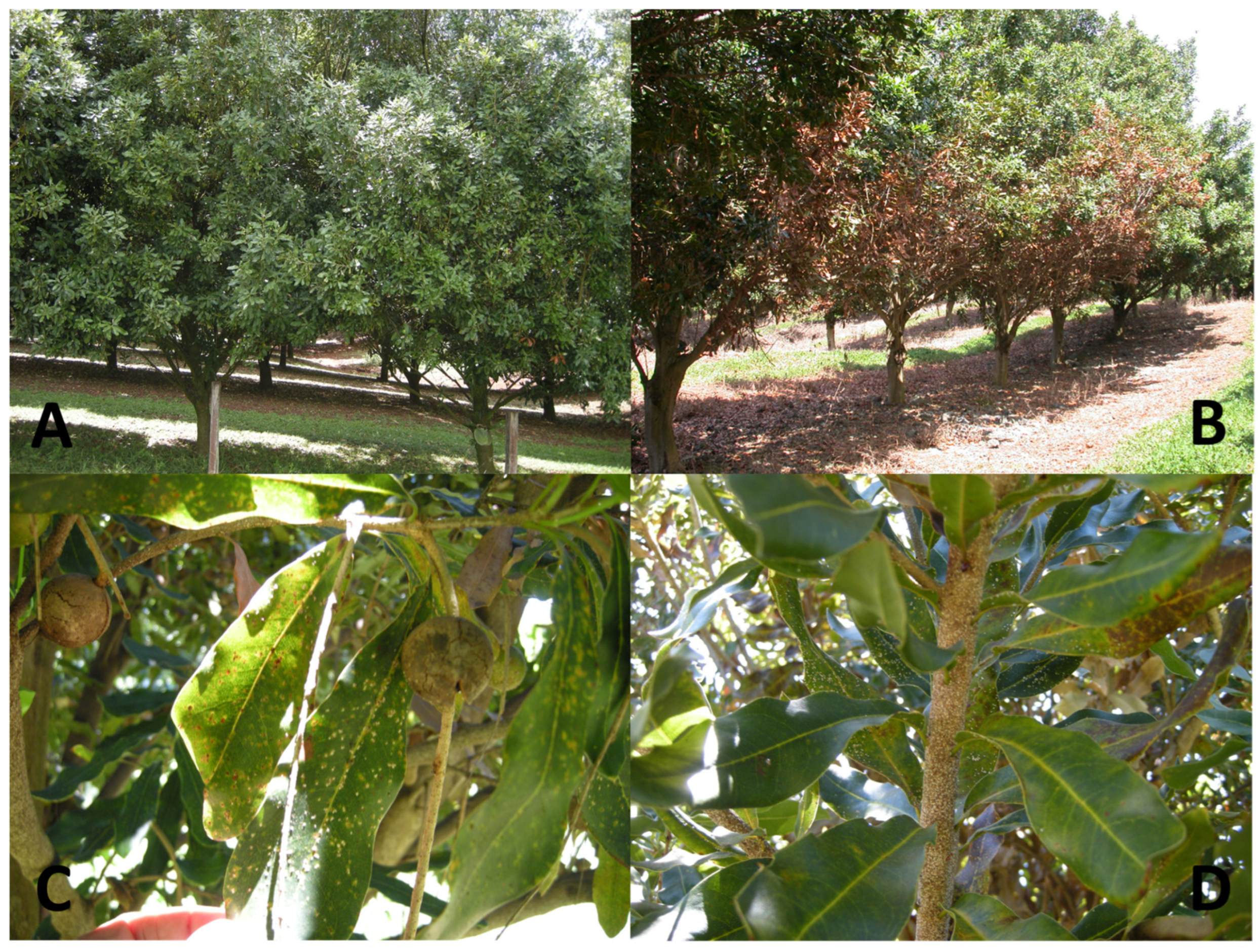 Preprints 83829 g001