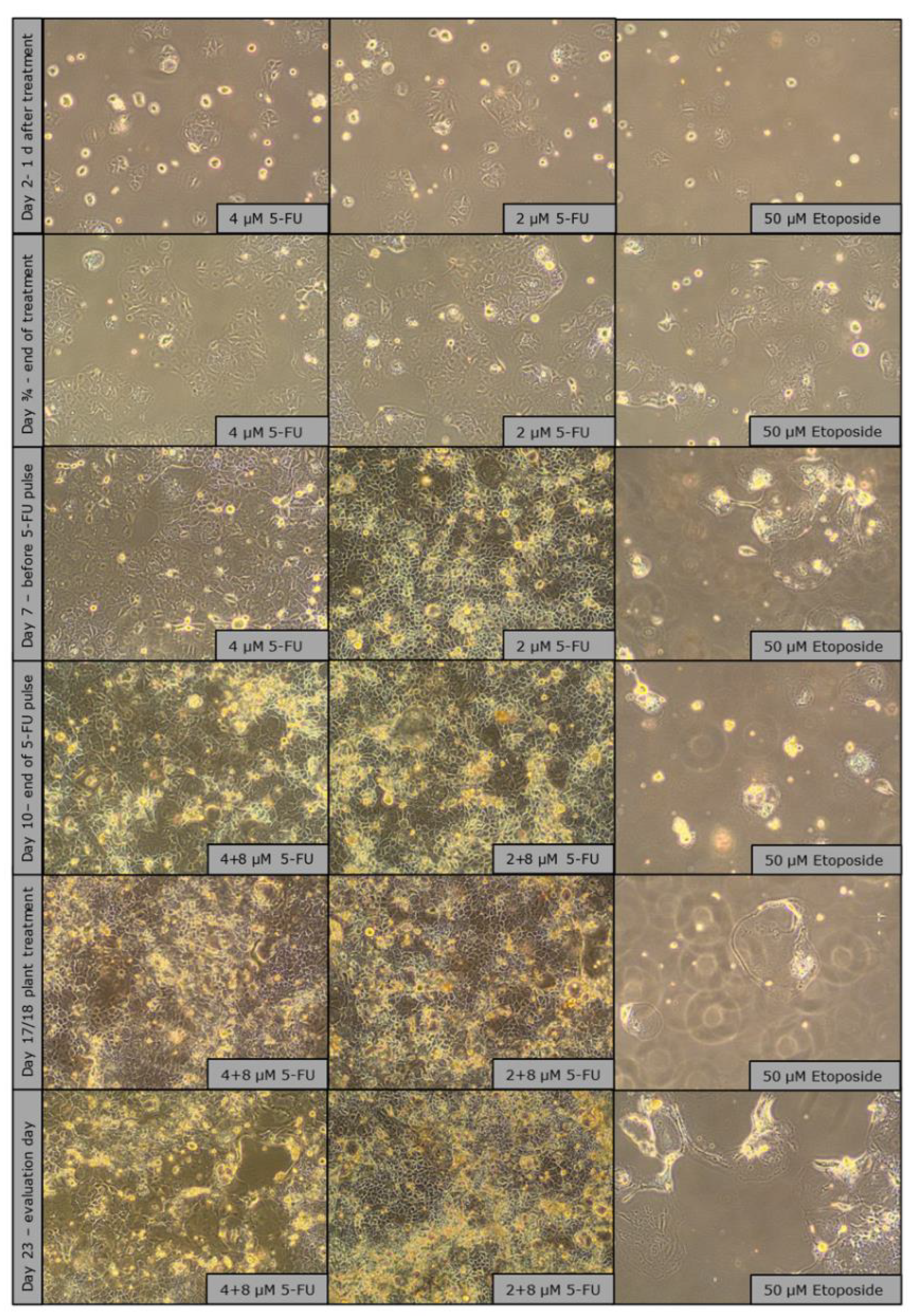 Preprints 168857 g007
