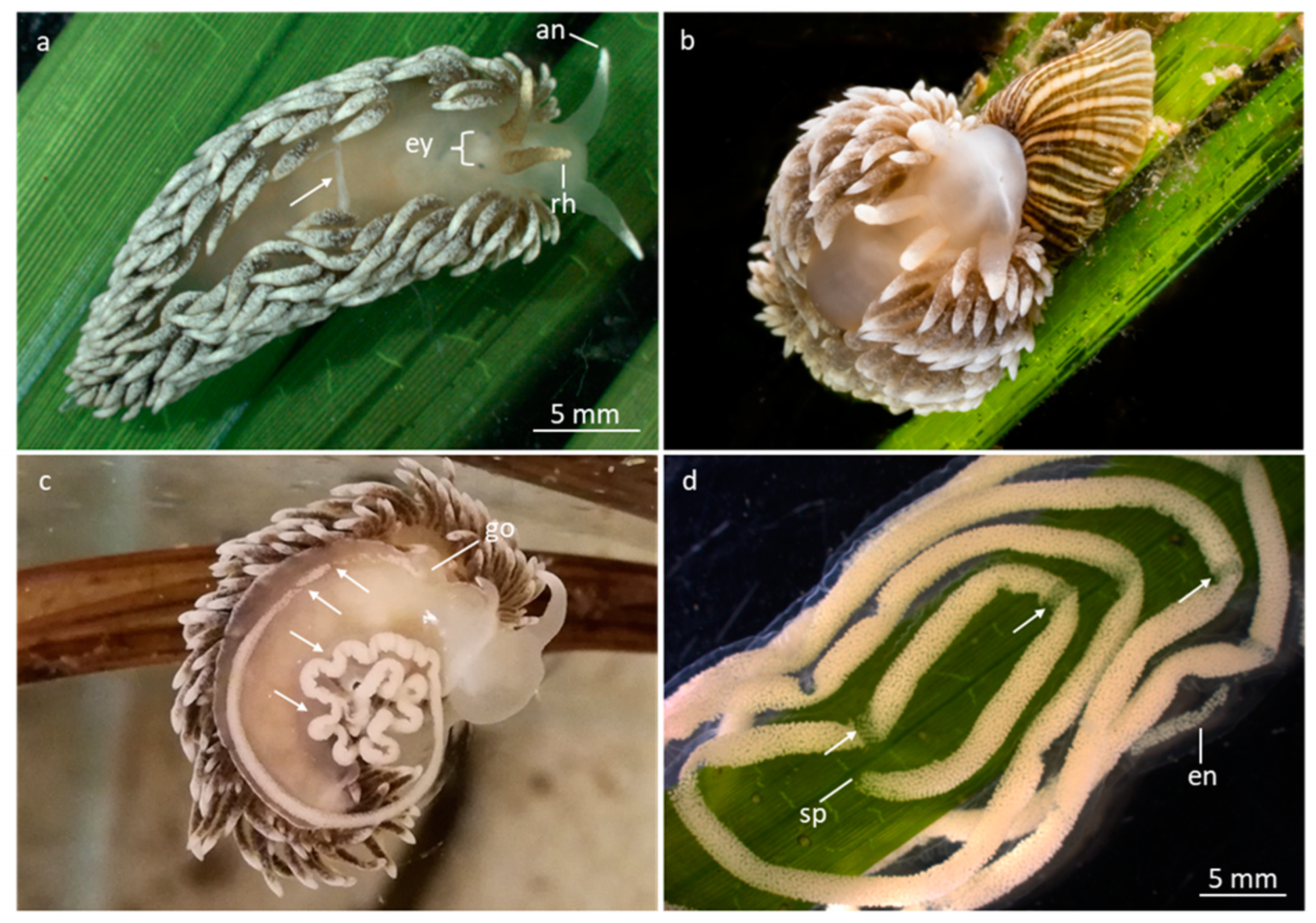 Preprints 85212 g001