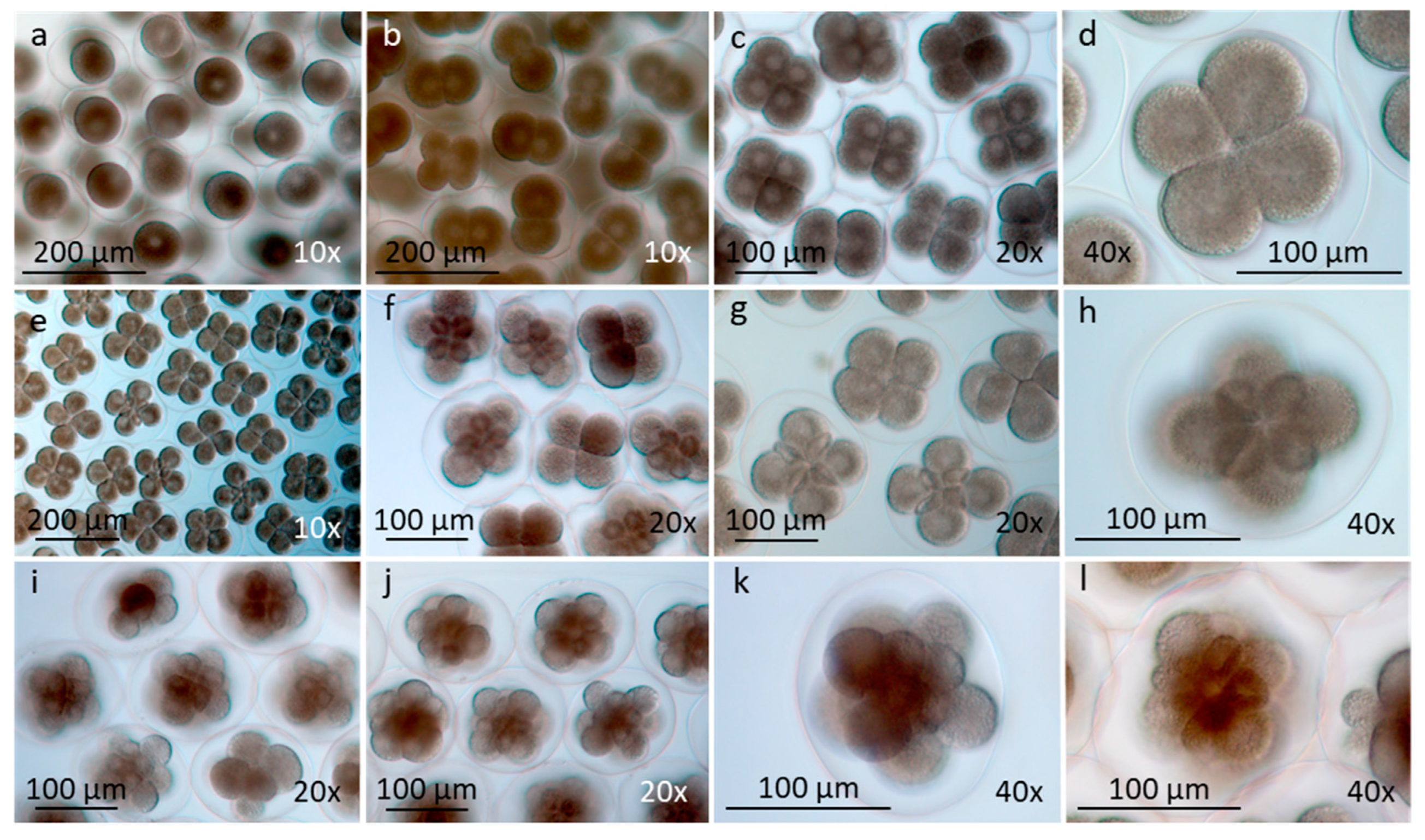 Preprints 85212 g003