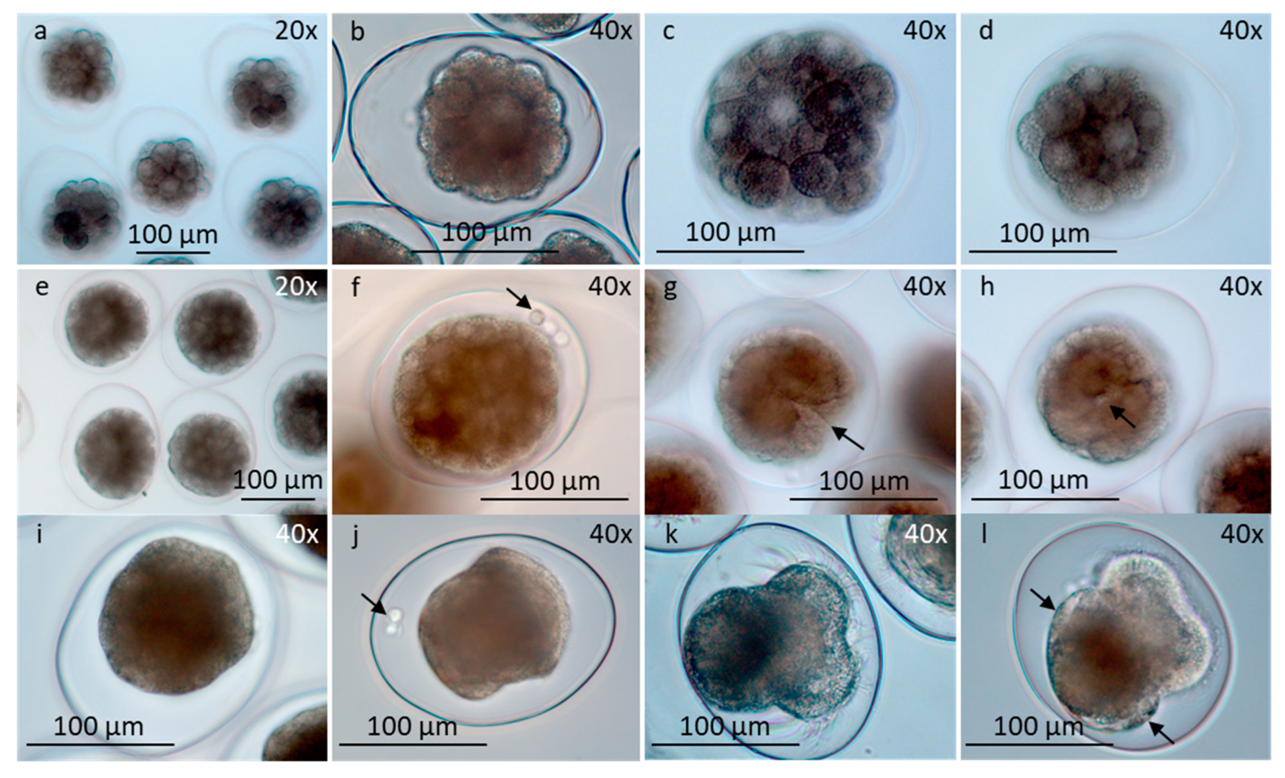 Preprints 85212 g005