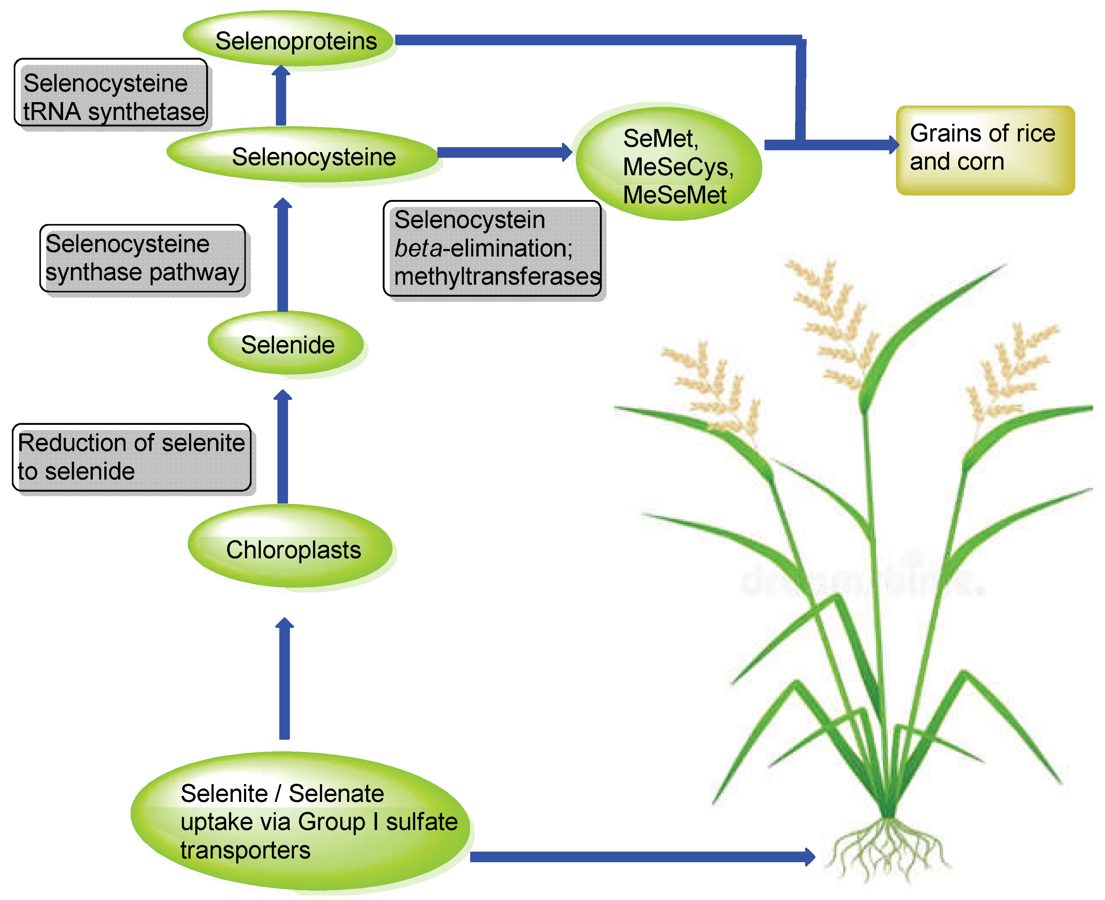 Preprints 162642 g004