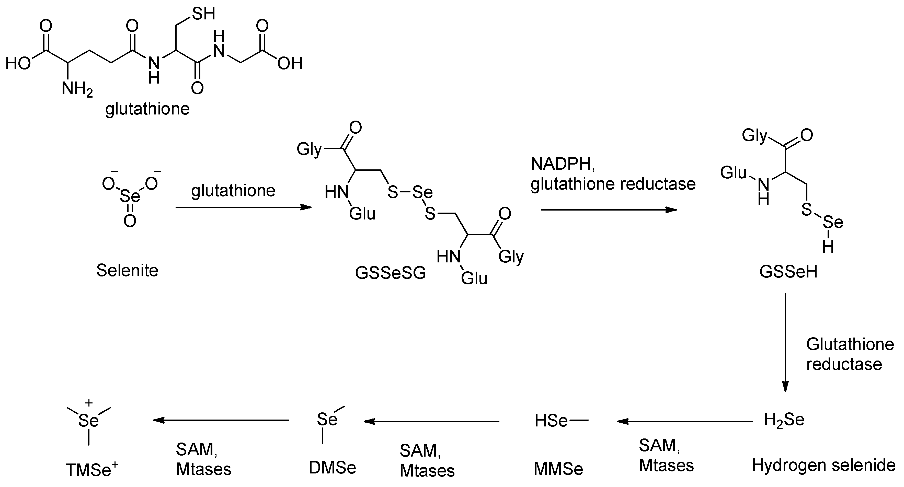 Preprints 162642 sch001