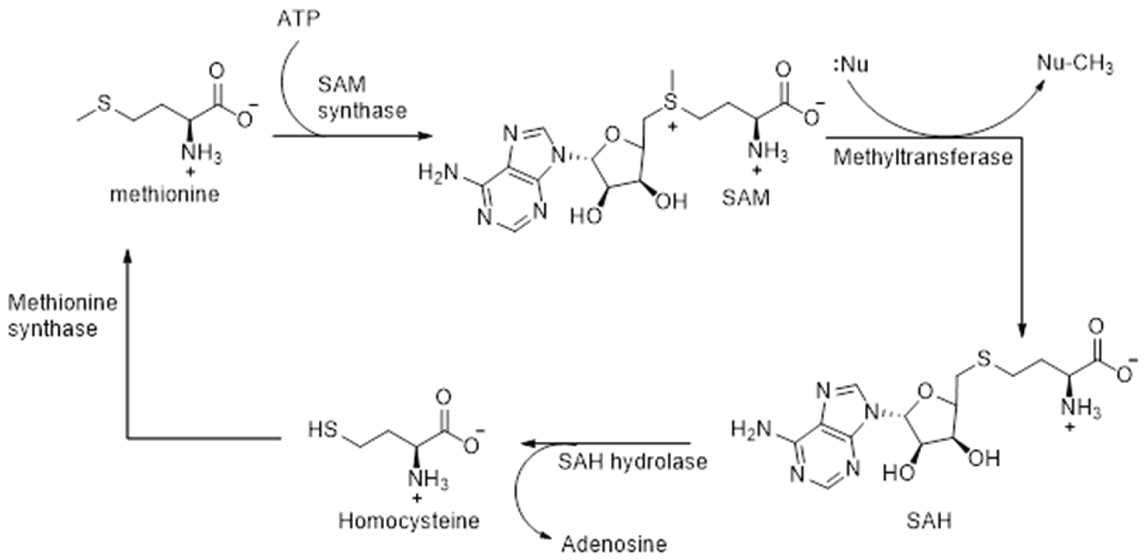 Preprints 162642 sch003