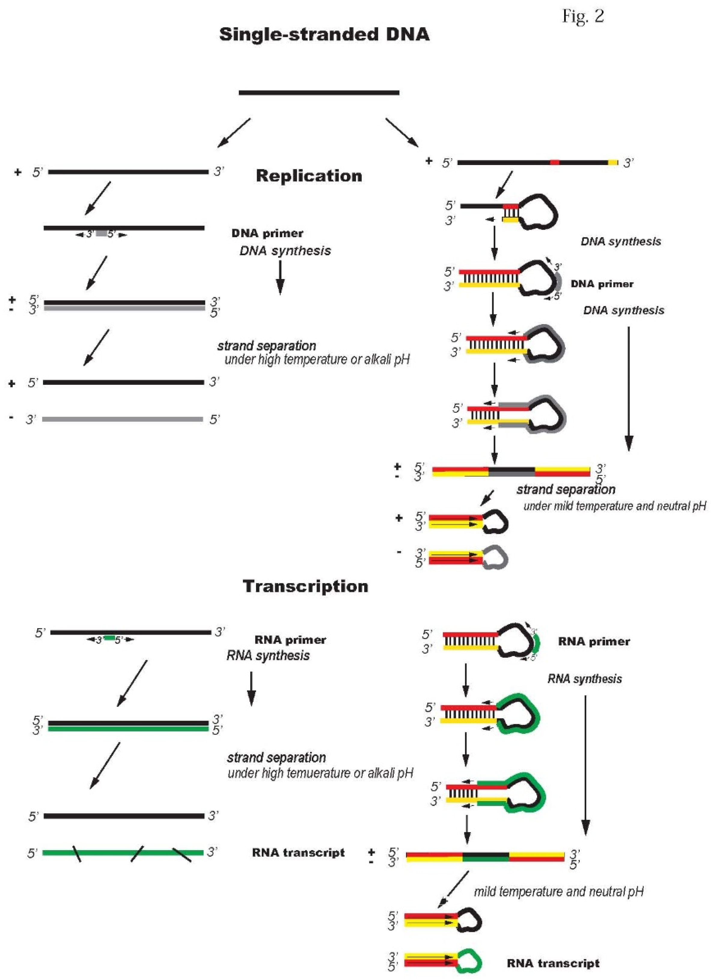 Preprints 211988 g002