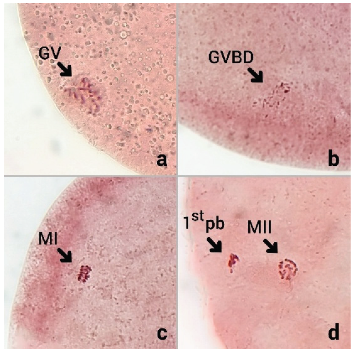 Preprints 184788 g001