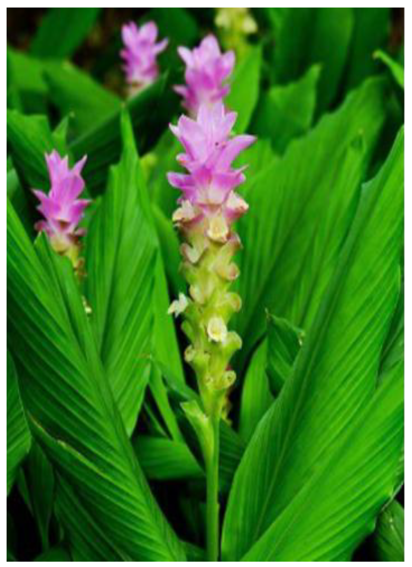 Preprints 185510 g001