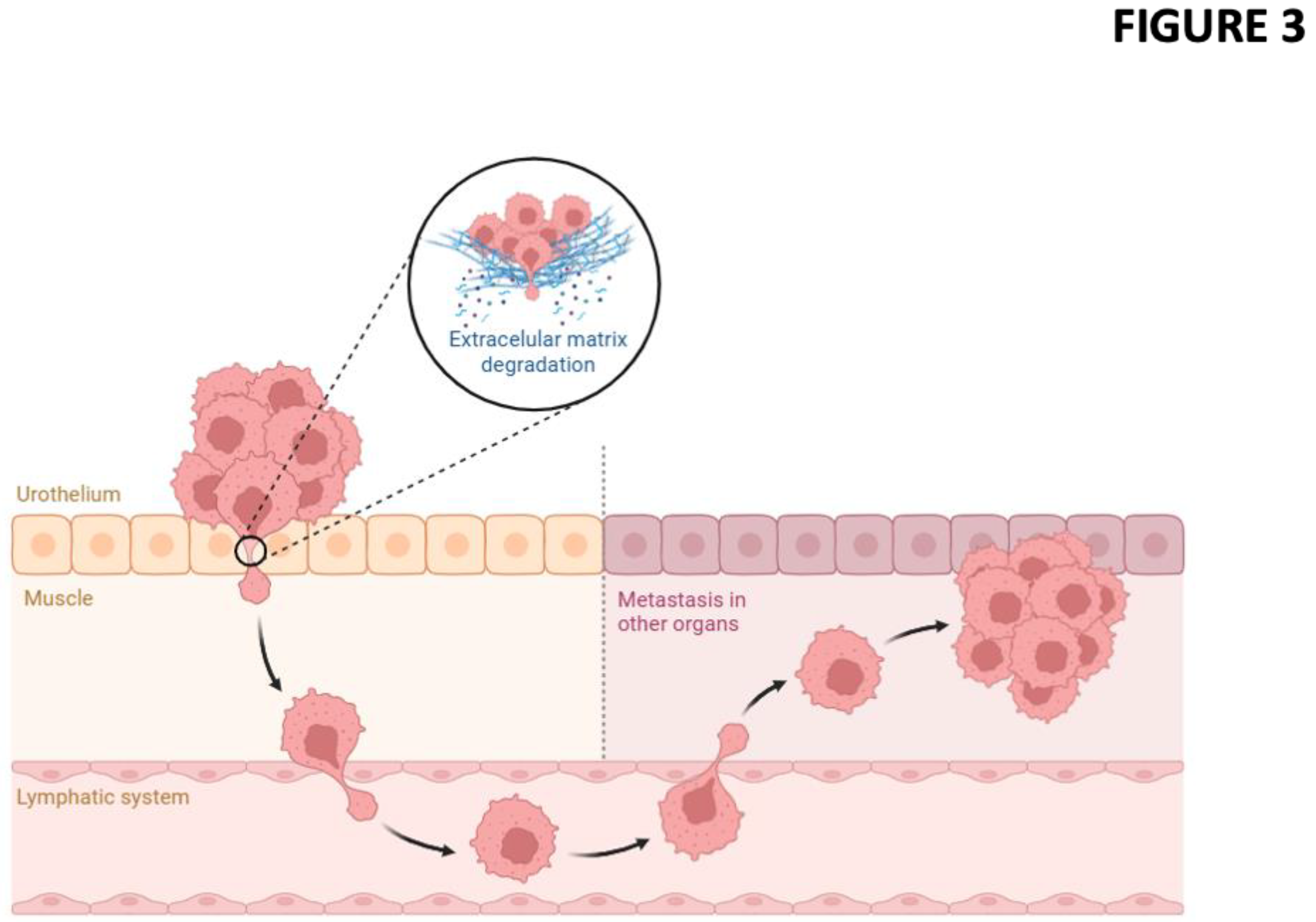 Preprints 190814 g002