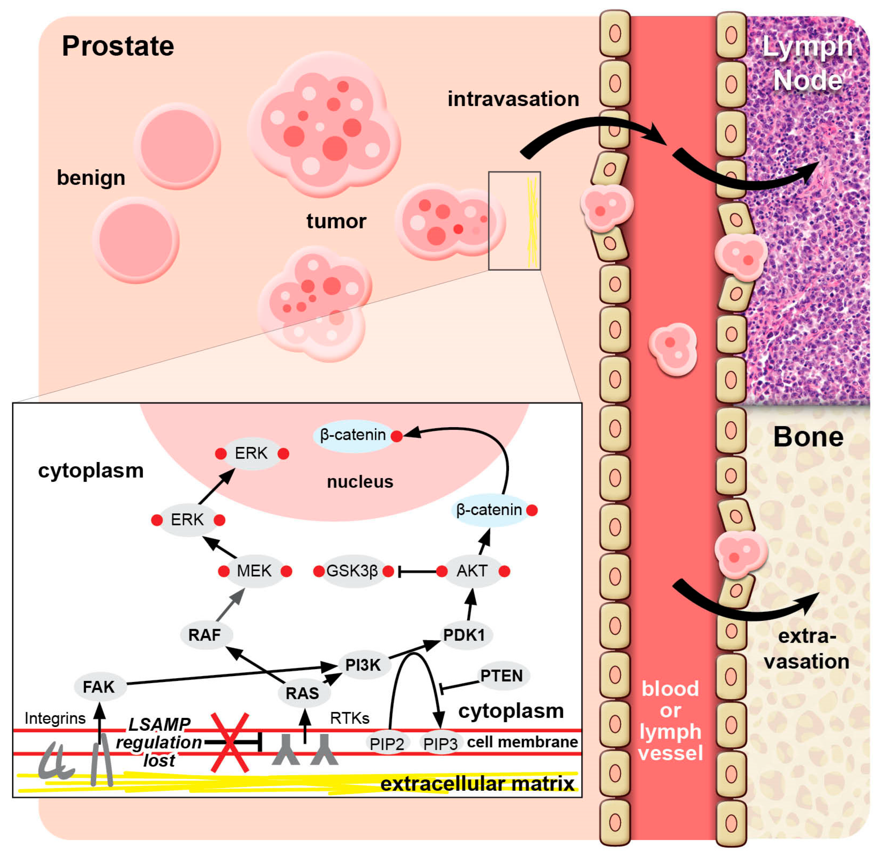 Preprints 119967 g001