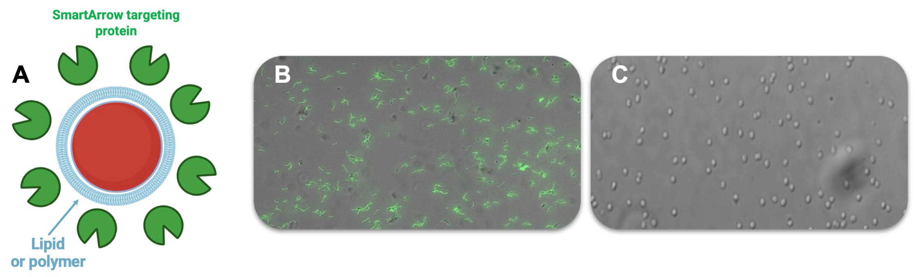 Preprints 198671 g001