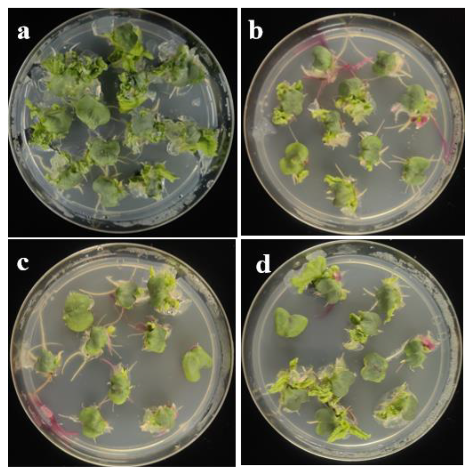 Preprints 185131 g002