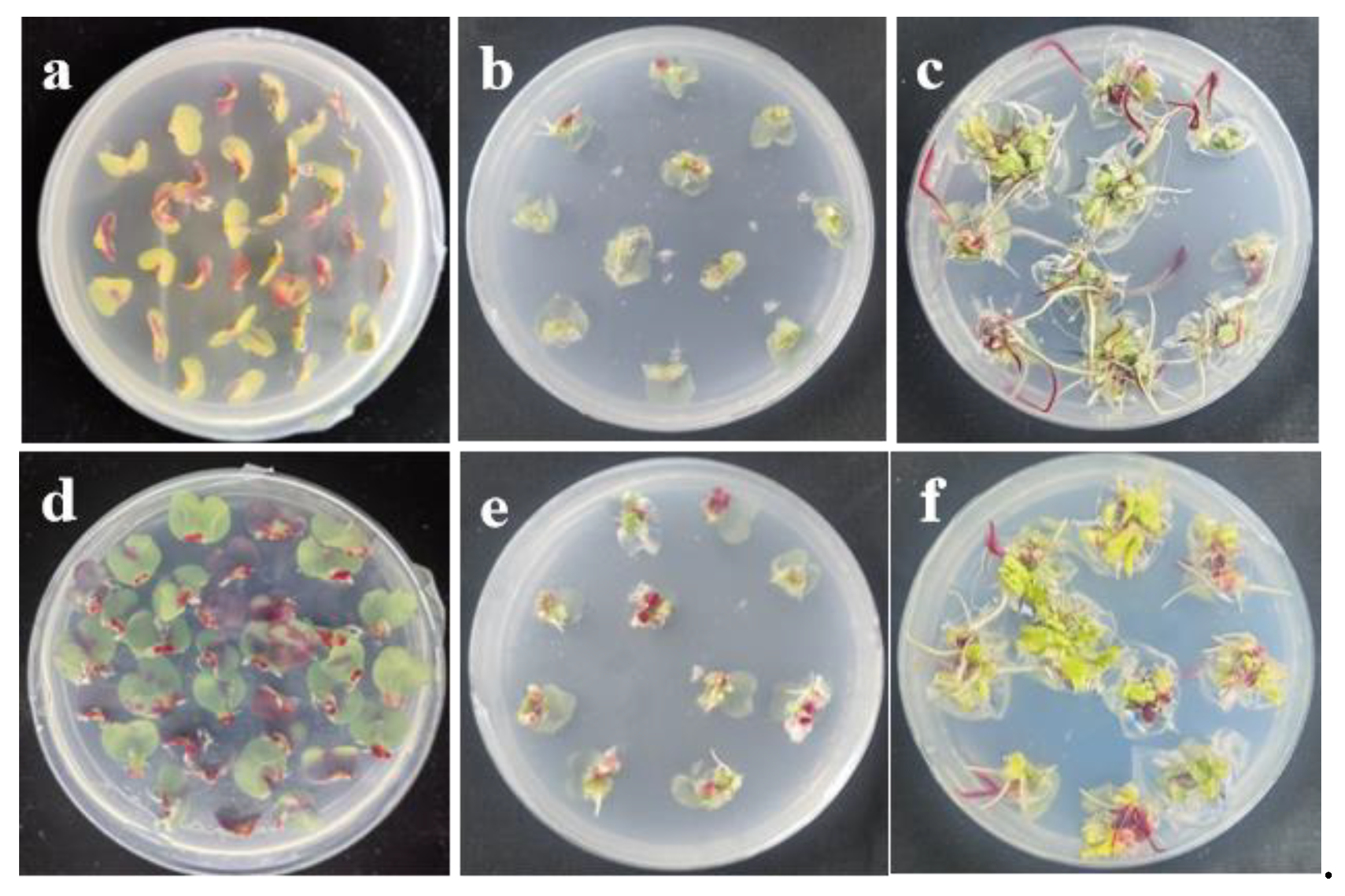 Preprints 185131 g003