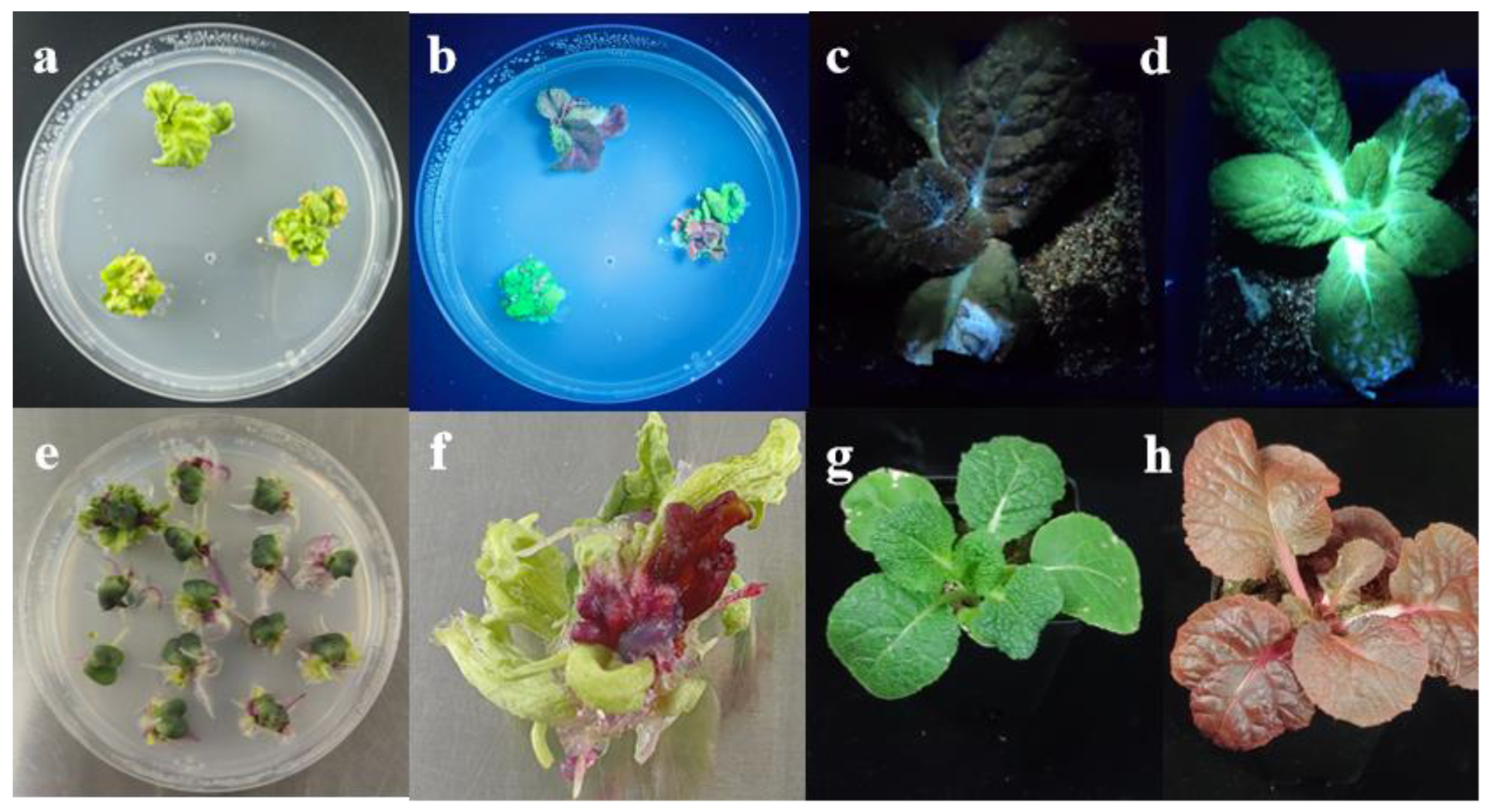 Preprints 185131 g004