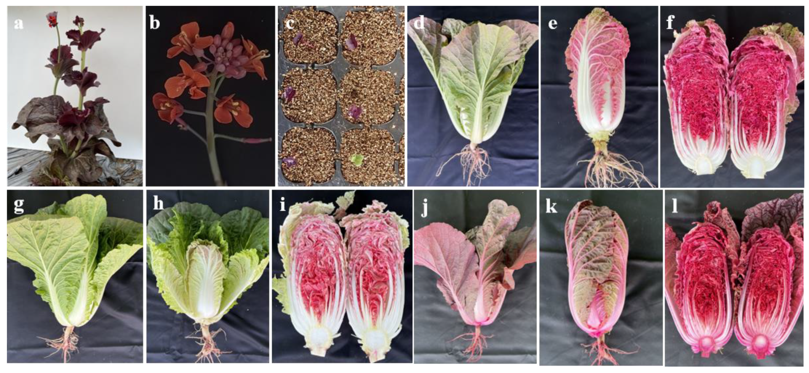 Preprints 185131 g005