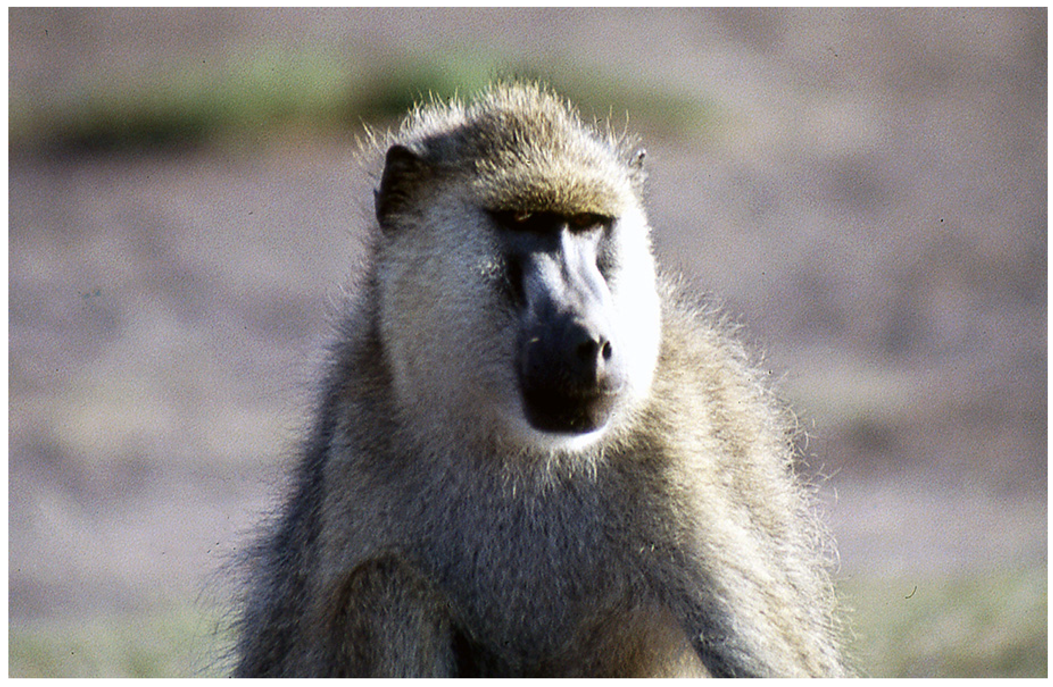 Preprints 146447 g001