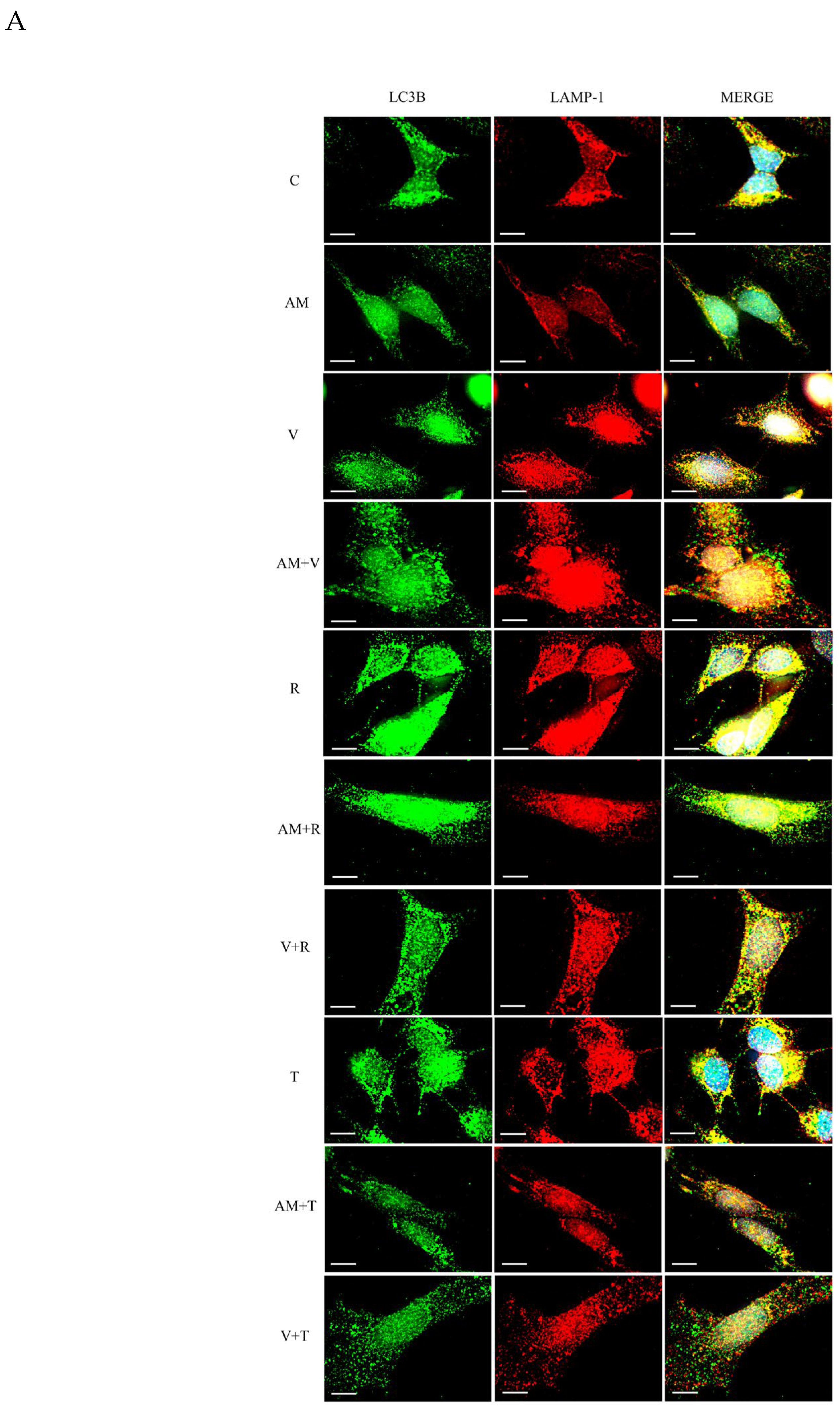 Preprints 200523 g002a