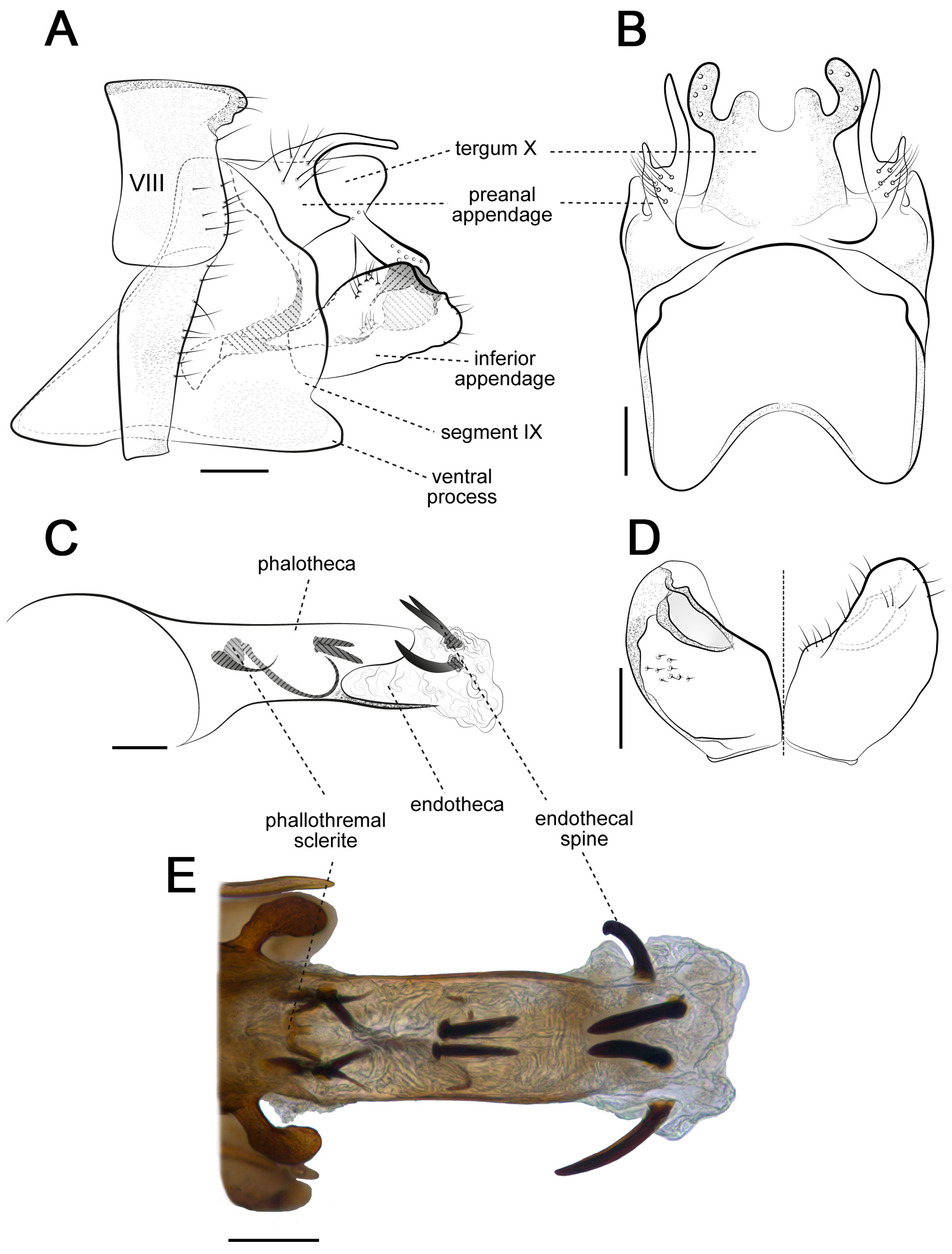 Preprints 164931 g003