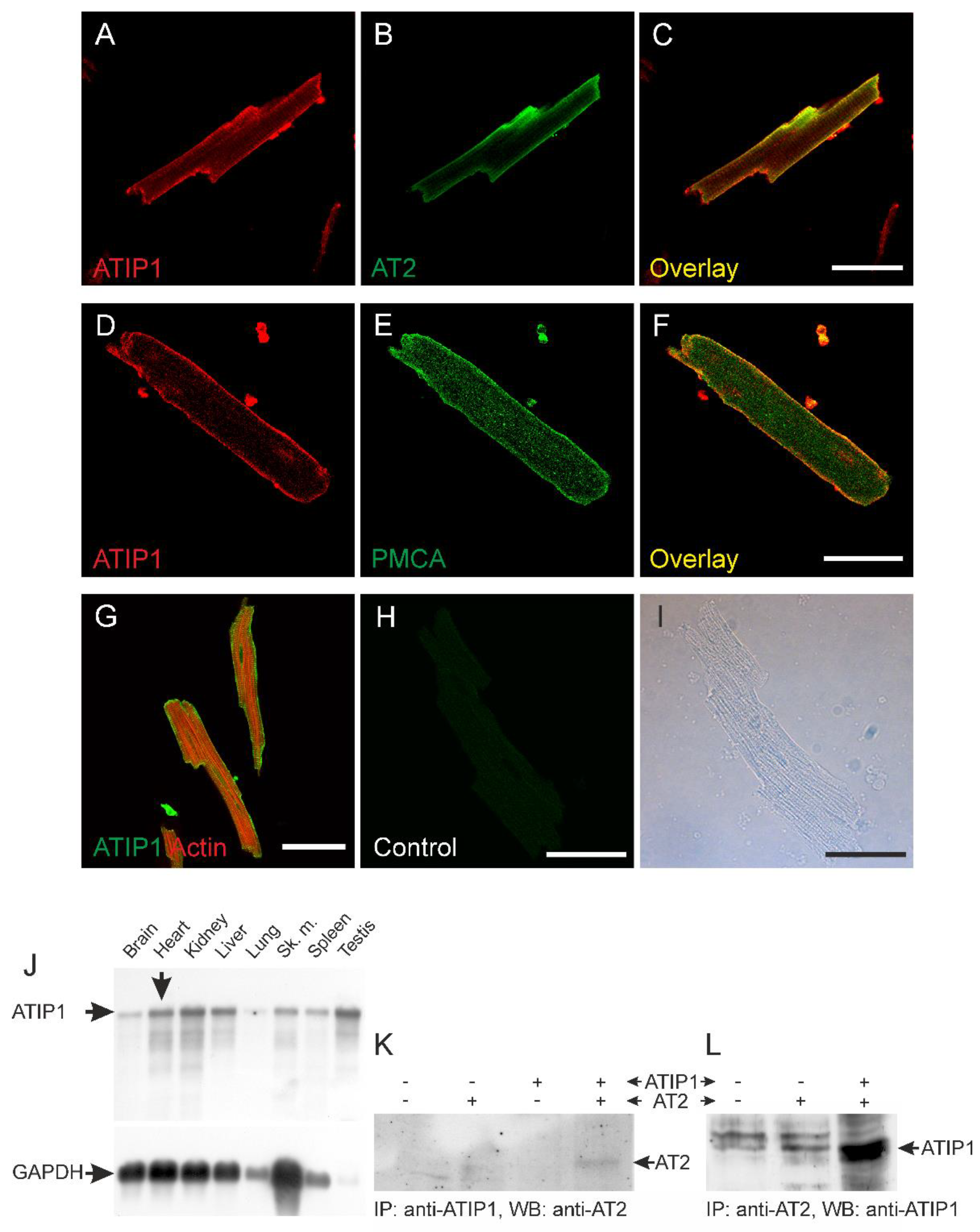 Preprints 147872 g001