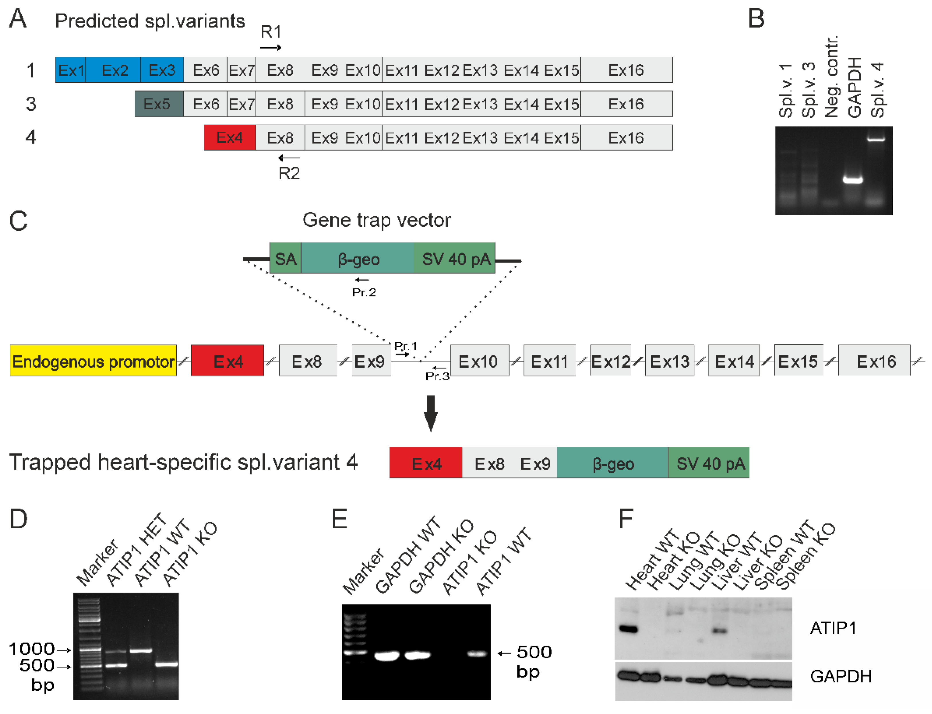 Preprints 147872 g002