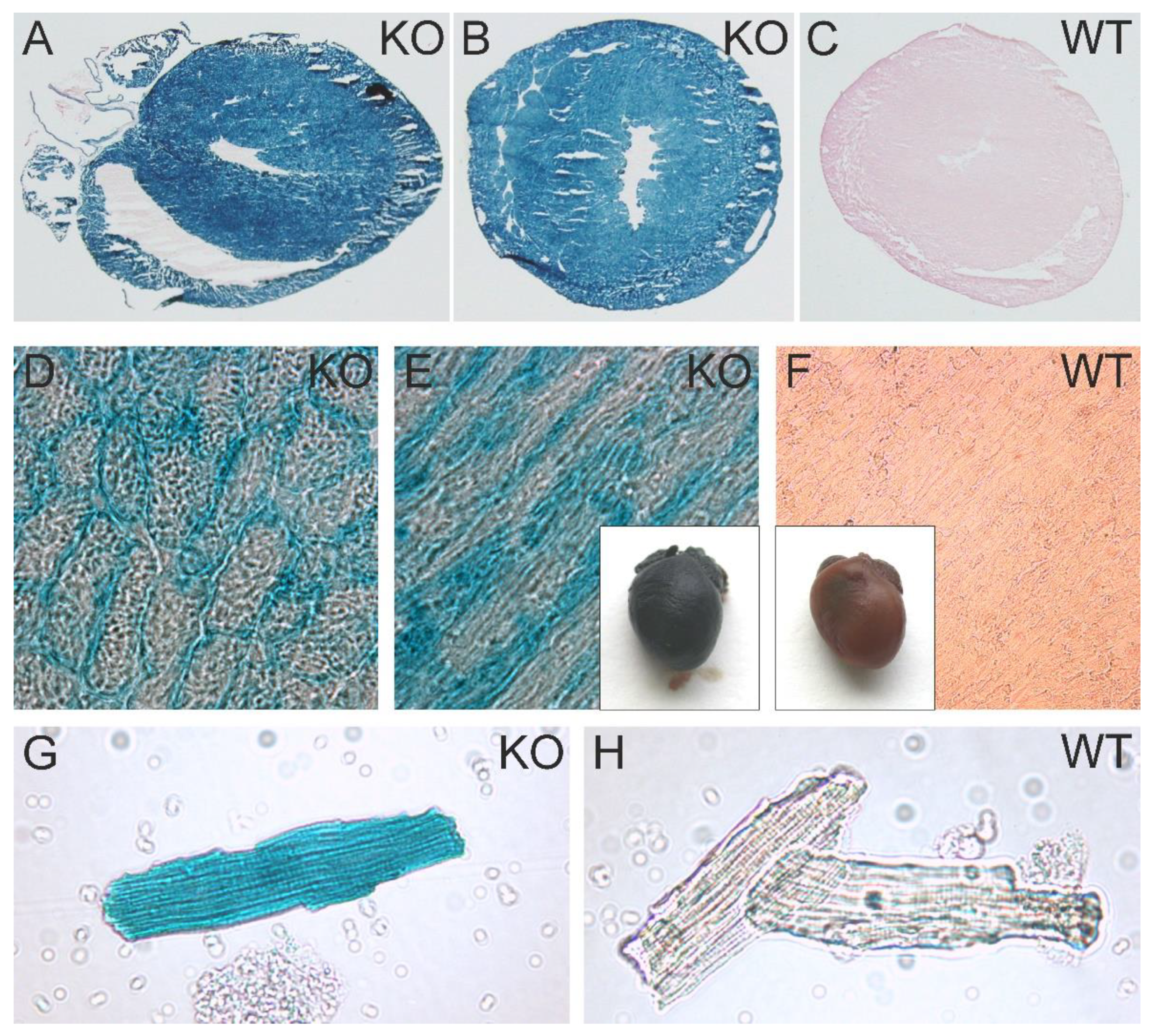Preprints 147872 g003