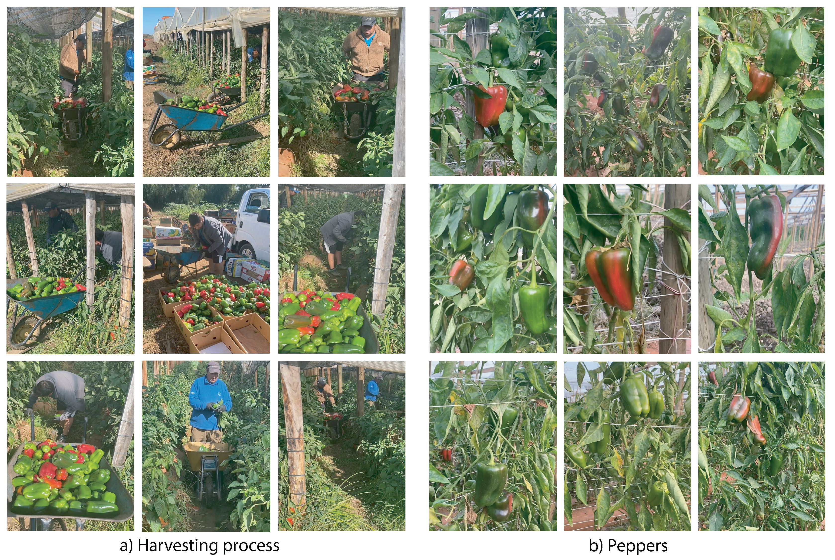 Preprints 160388 g006