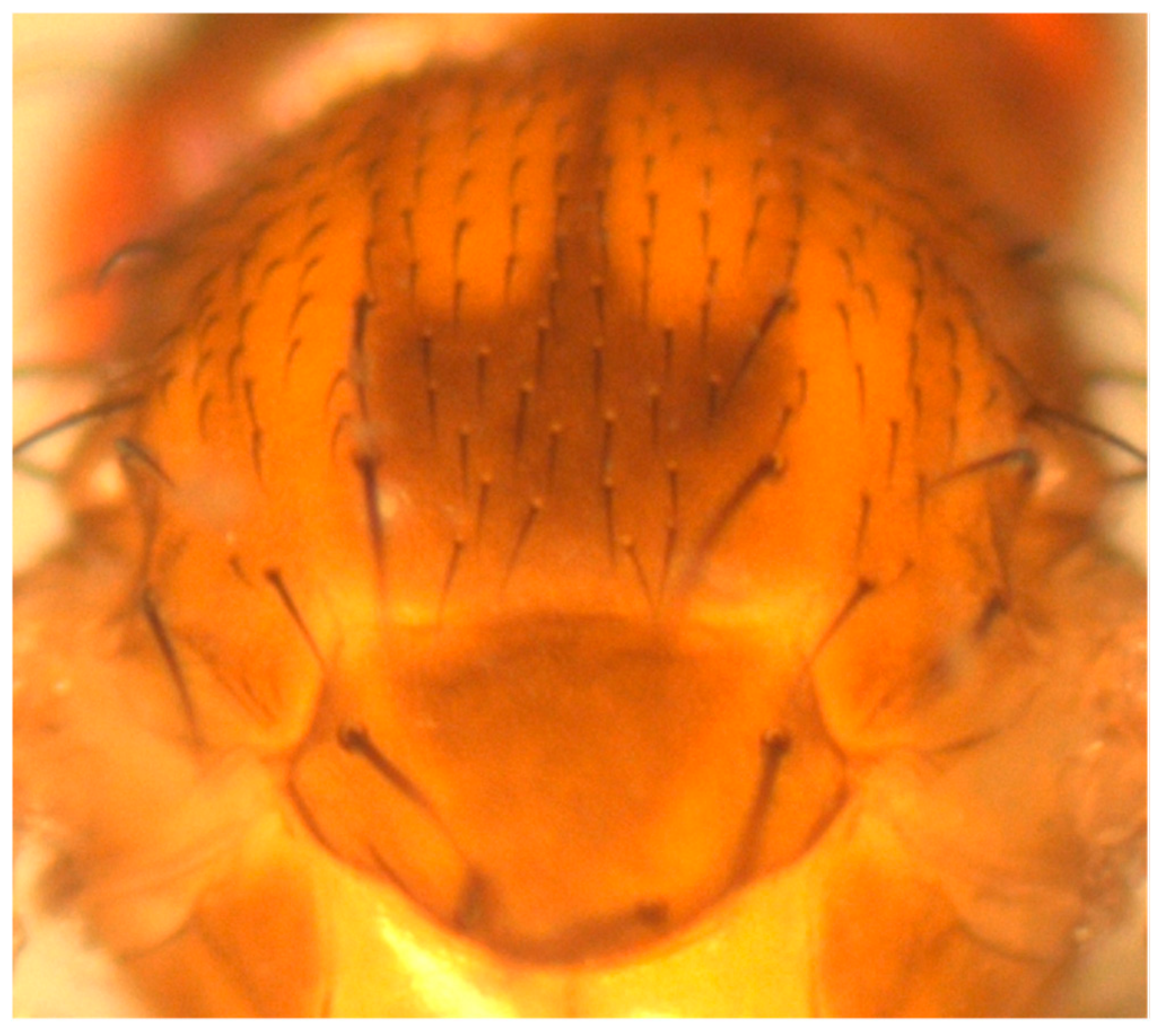 Preprints 164216 g007