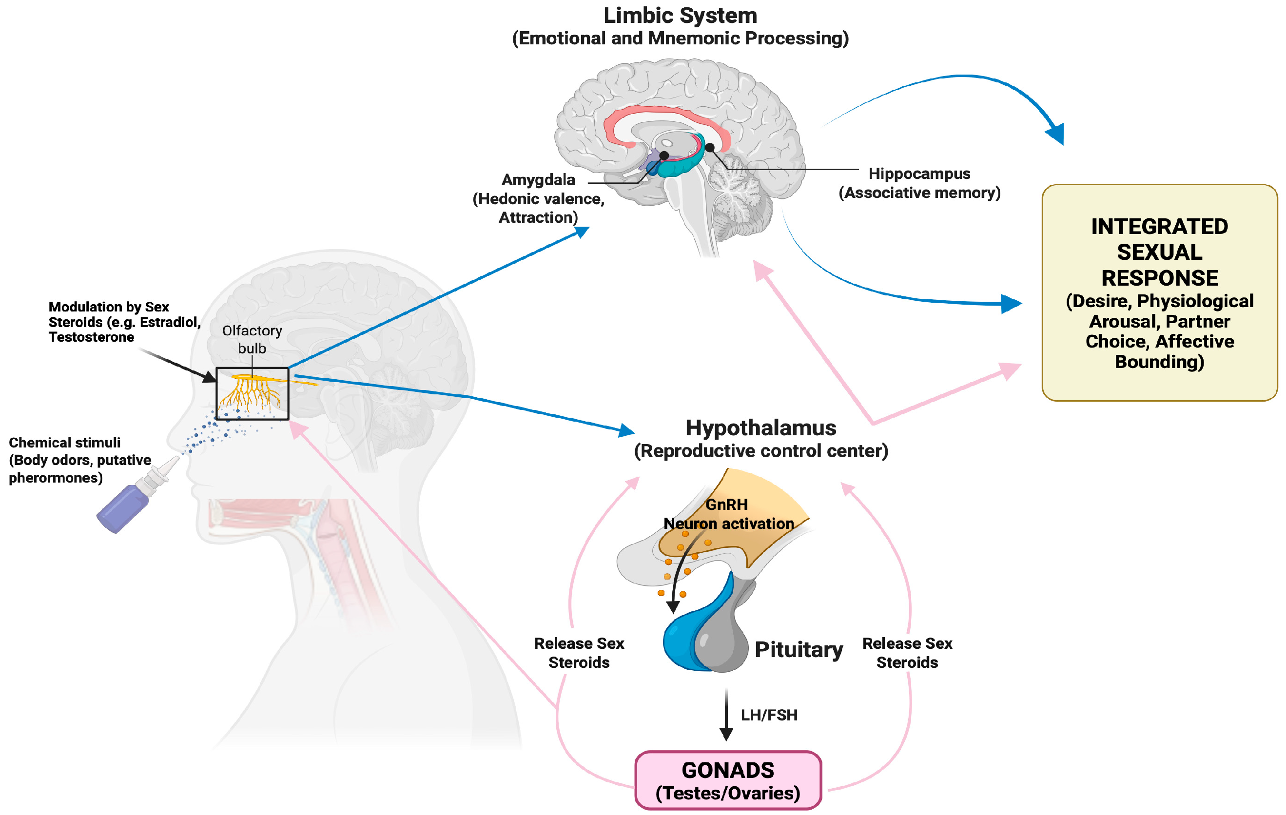 The Multifaceted Role of Olfaction in Human Sexuality: A Narrative ...
