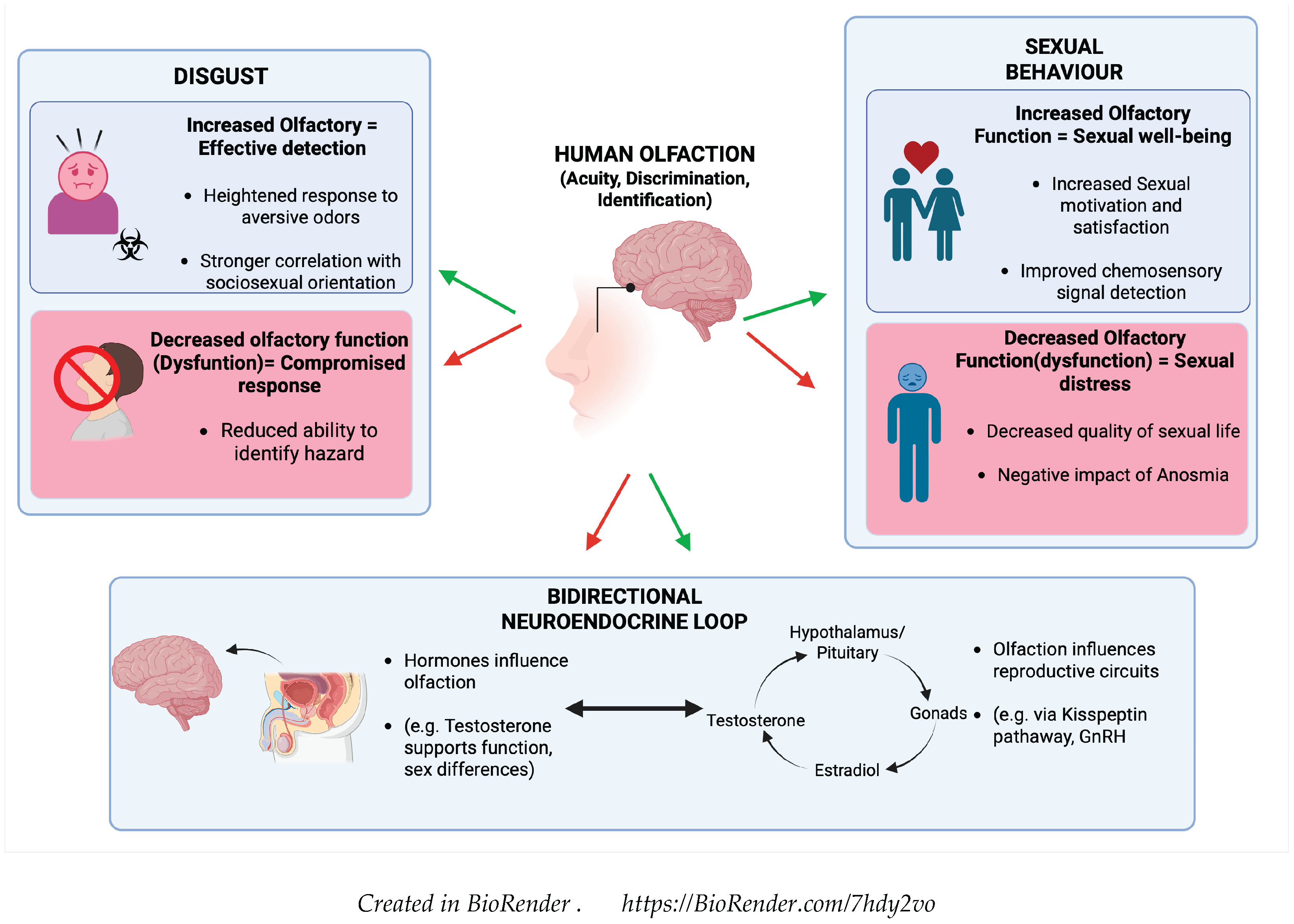 The Multifaceted Role of Olfaction in Human Sexuality: A Narrative ...