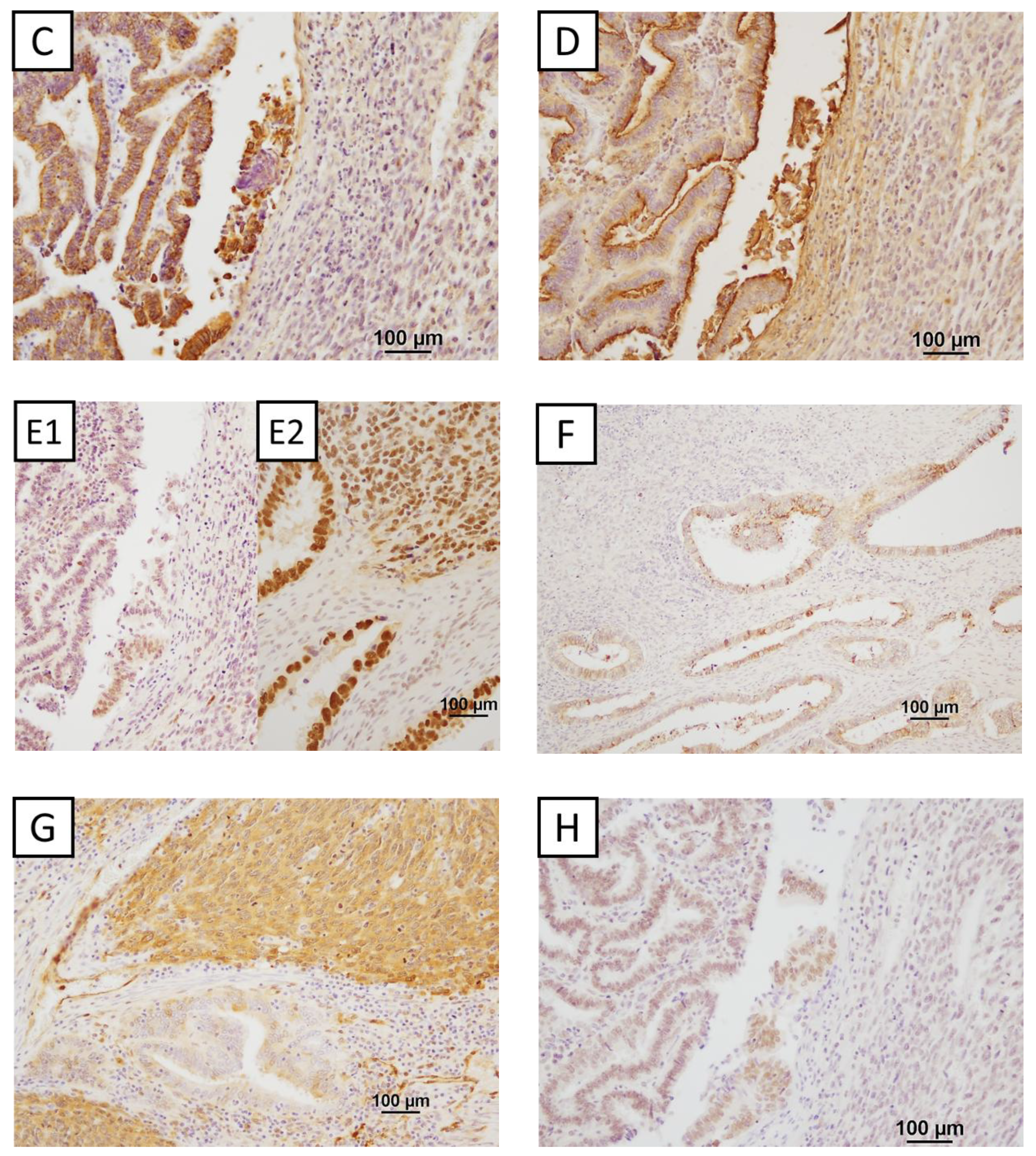 Preprints 151659 g002b