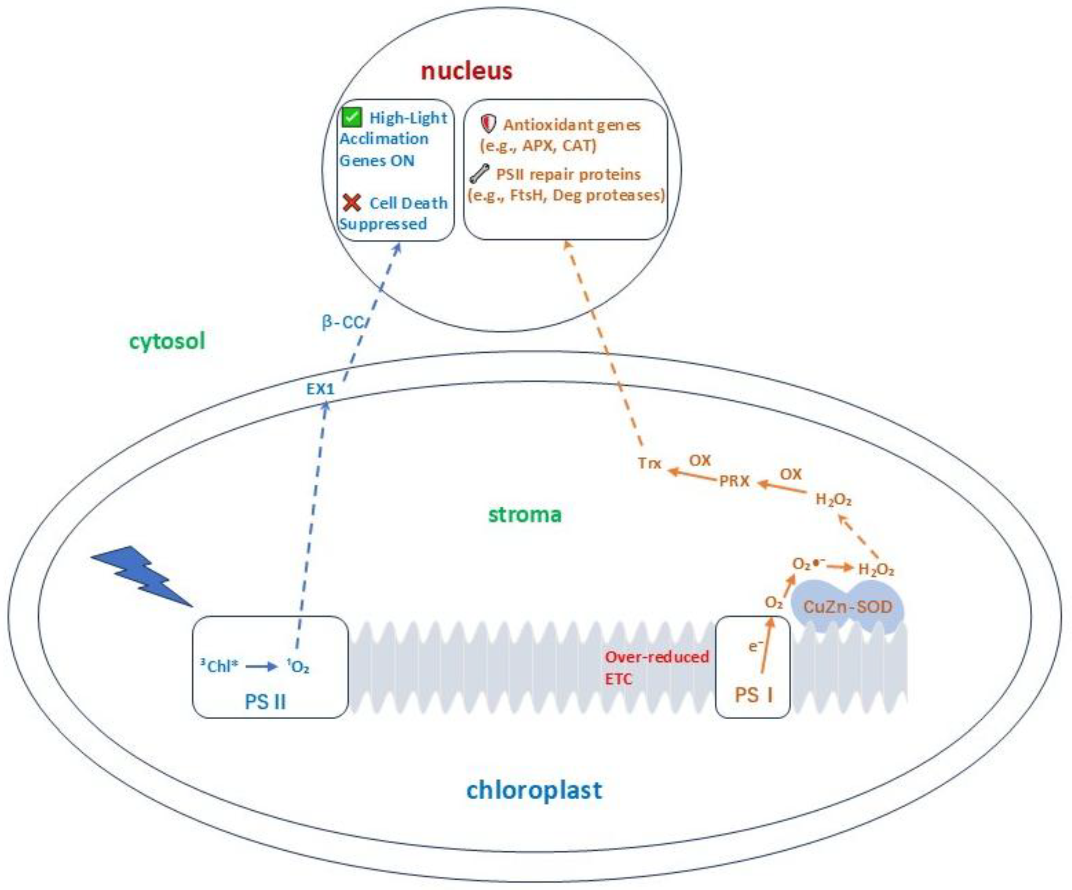 Preprints 194266 g001