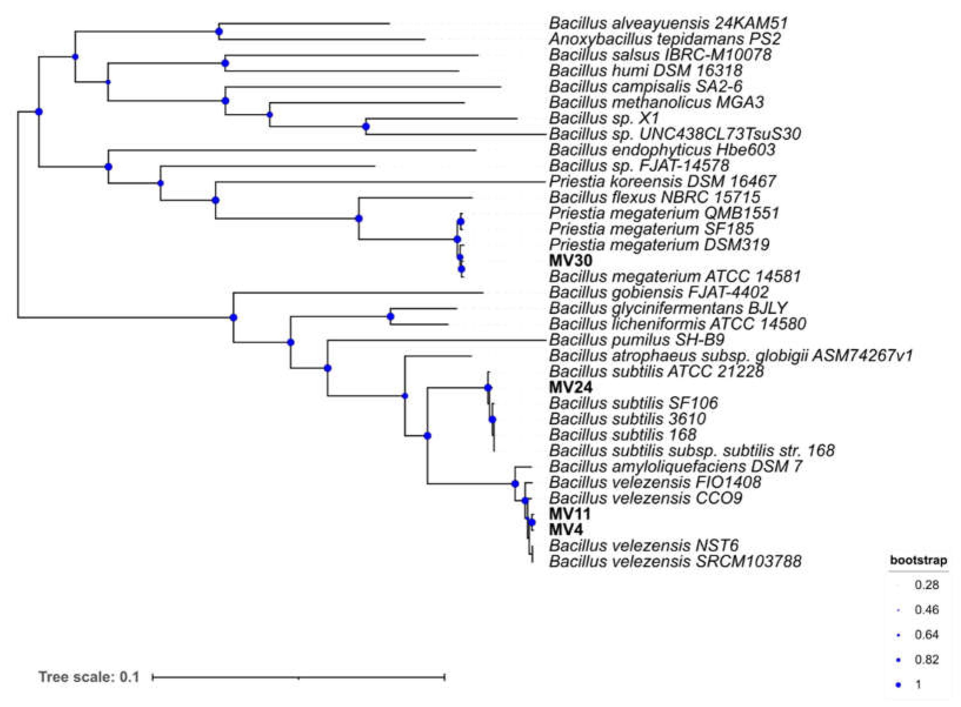 Preprints 76338 g001