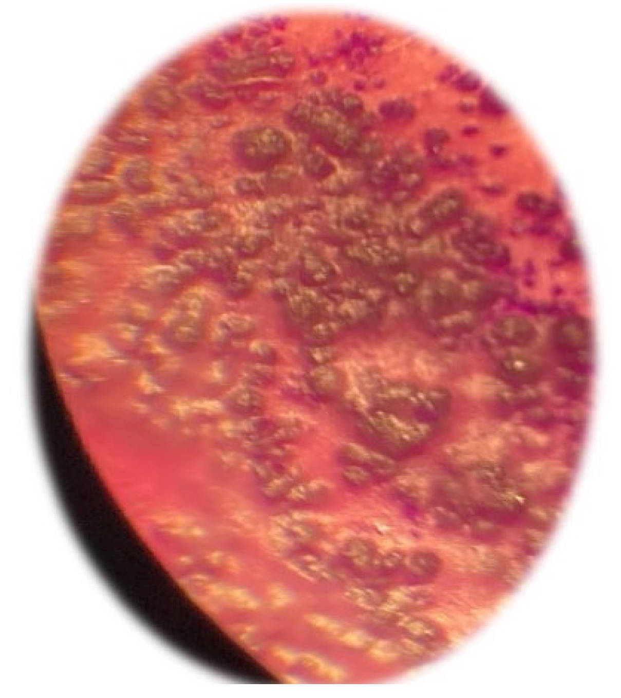 Preprints 169161 g010