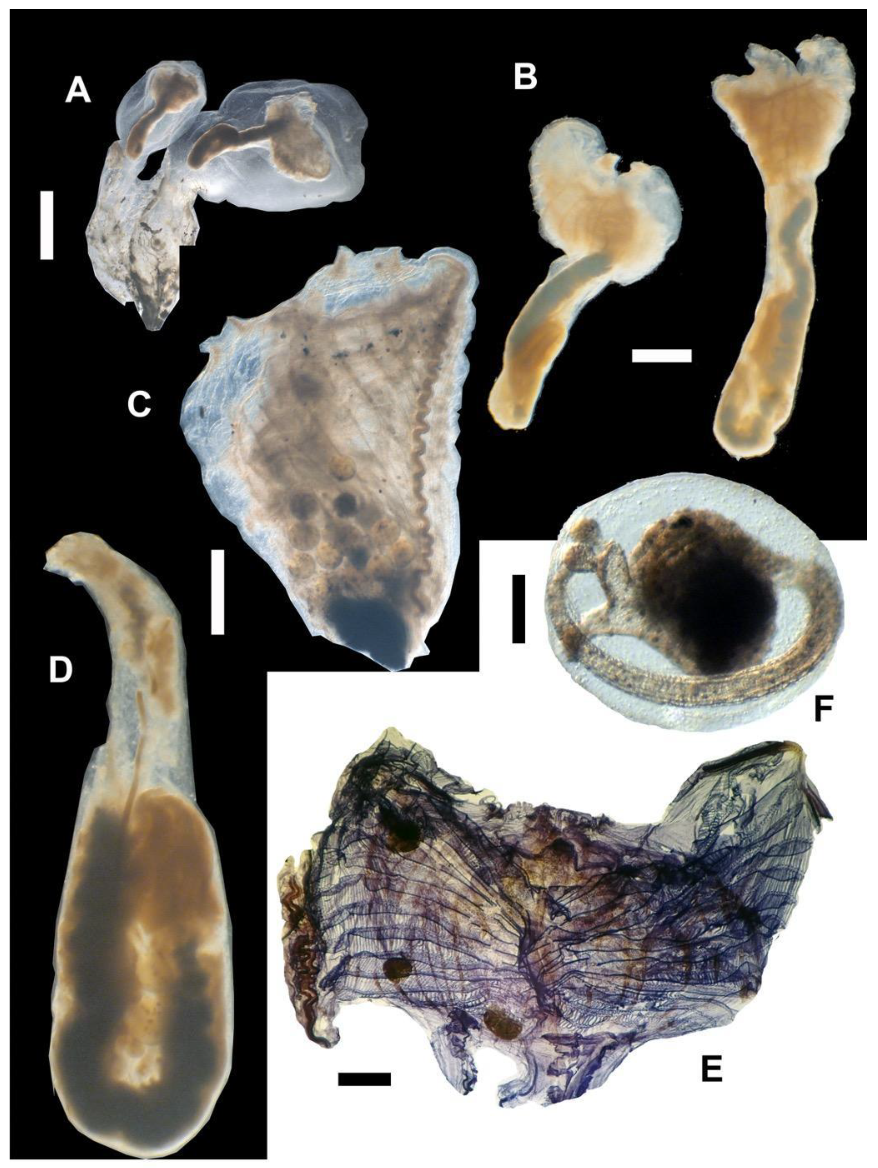 Preprints 114297 g005