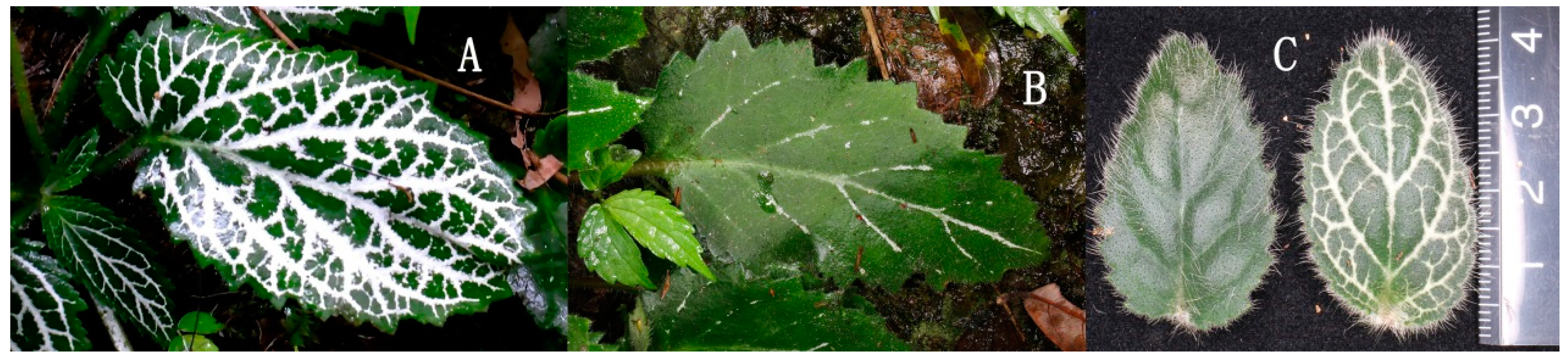 Preprints 91177 g001