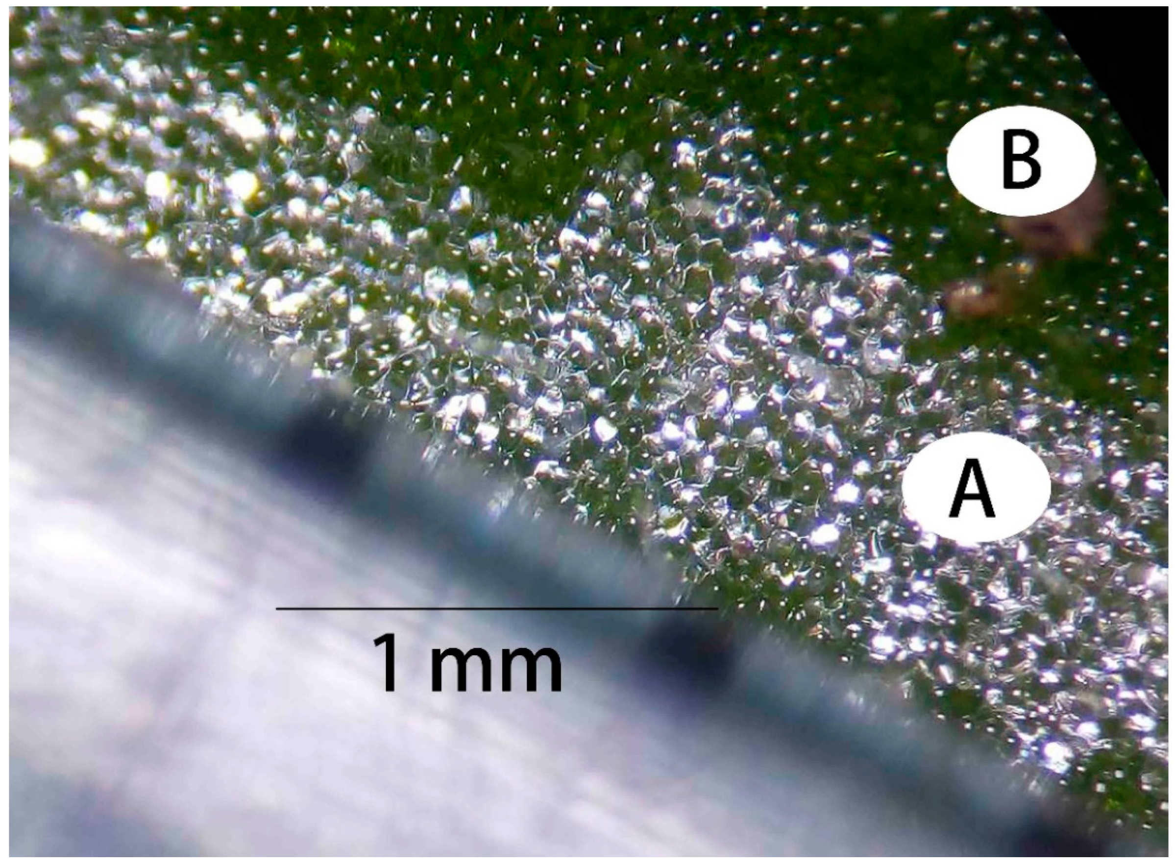 Preprints 91177 g009