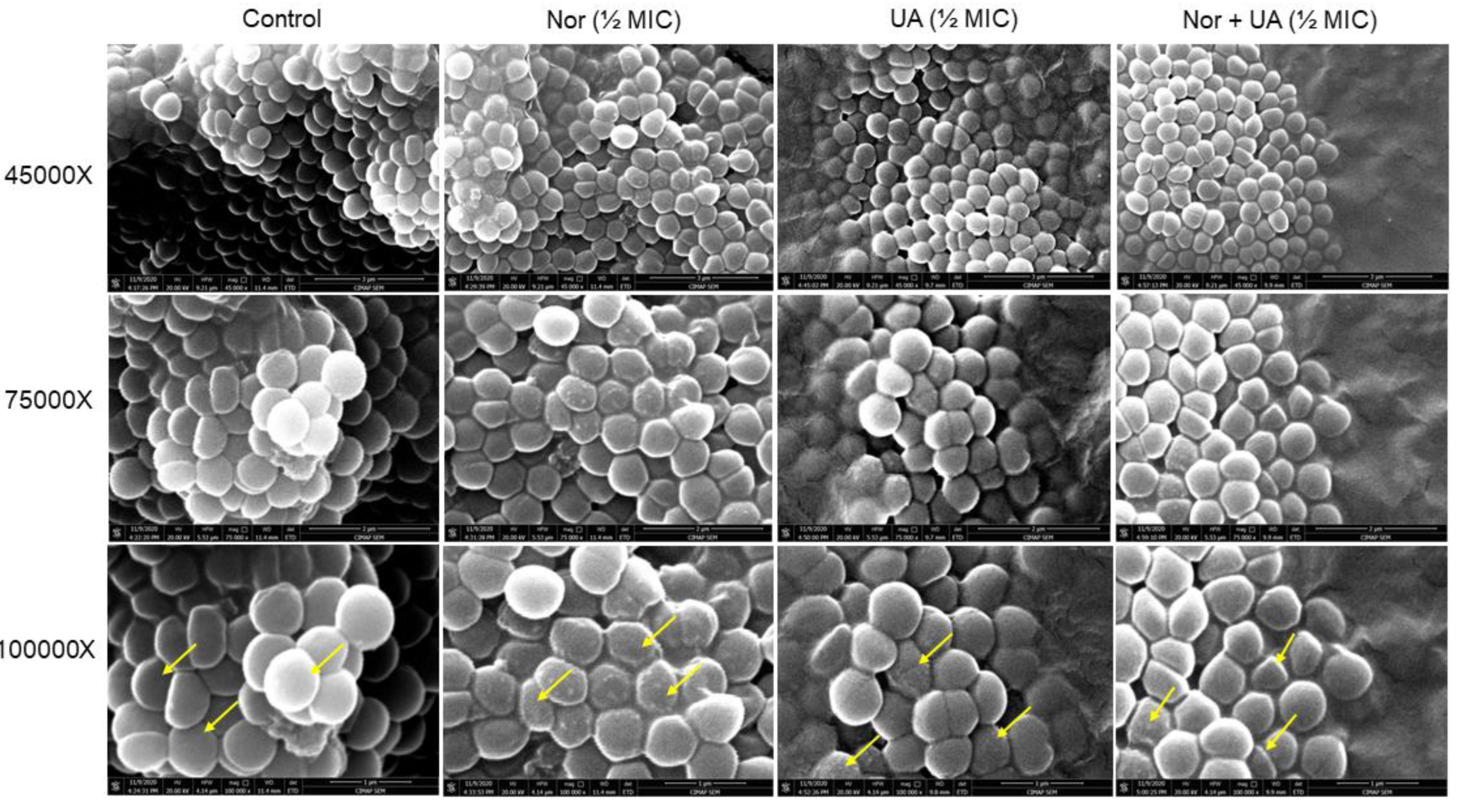 Preprints 113613 g002