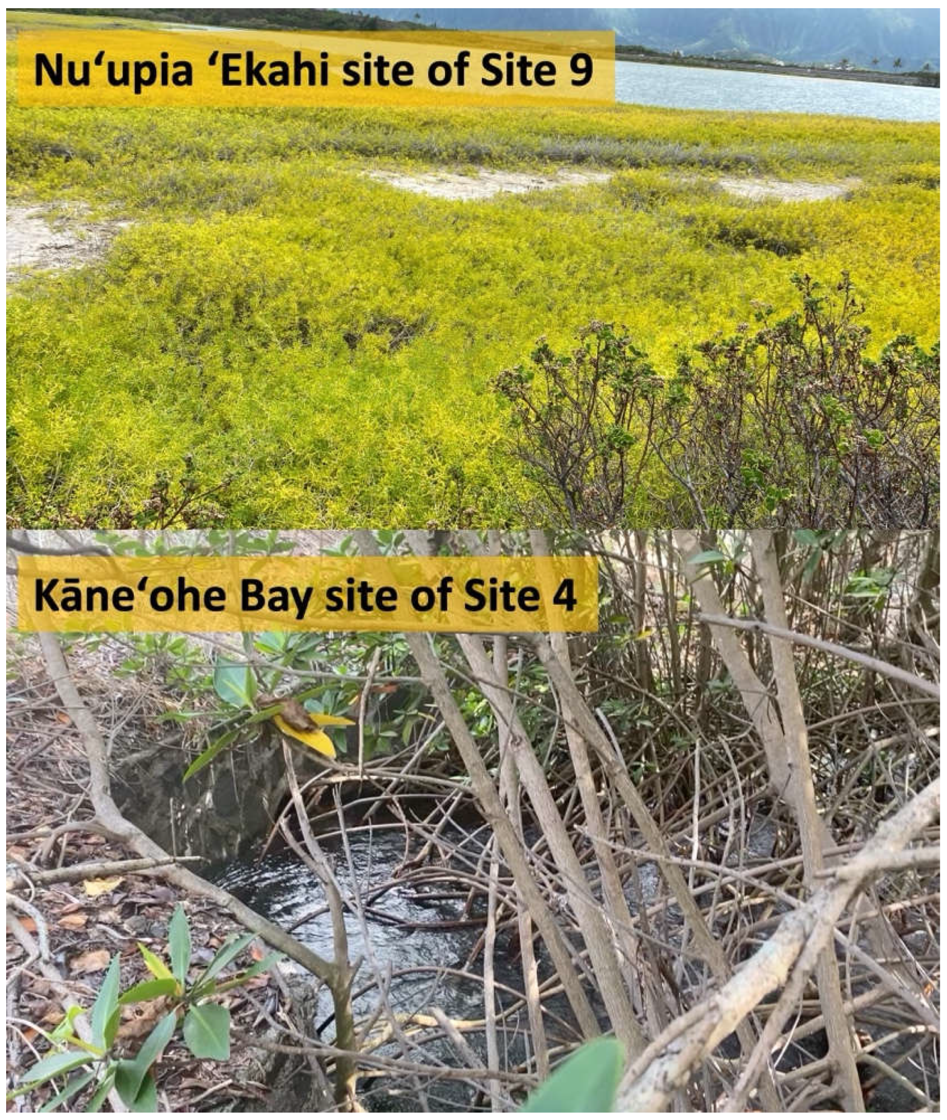 Preprints 109193 g0a4