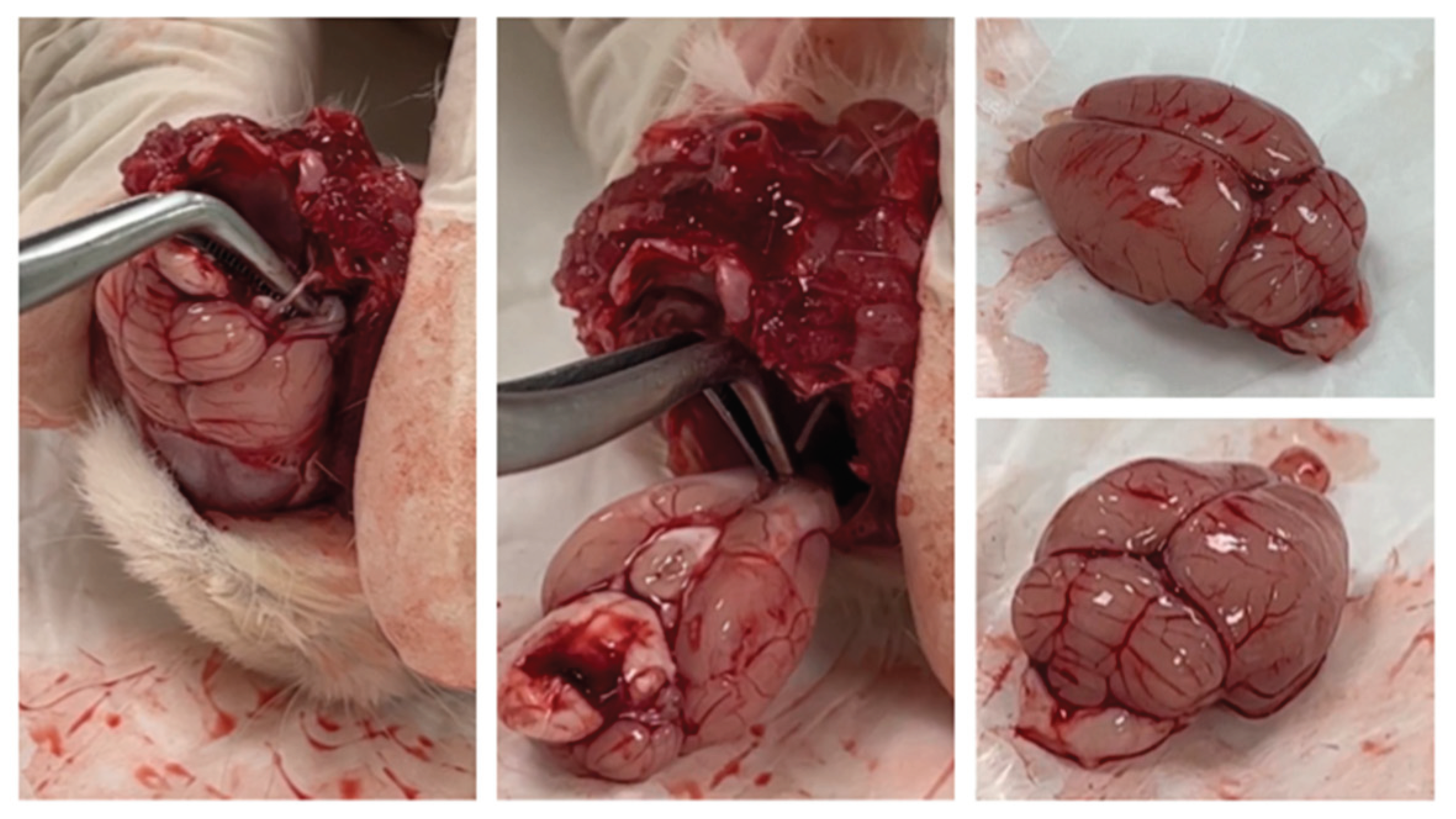 Preprints 100511 g003