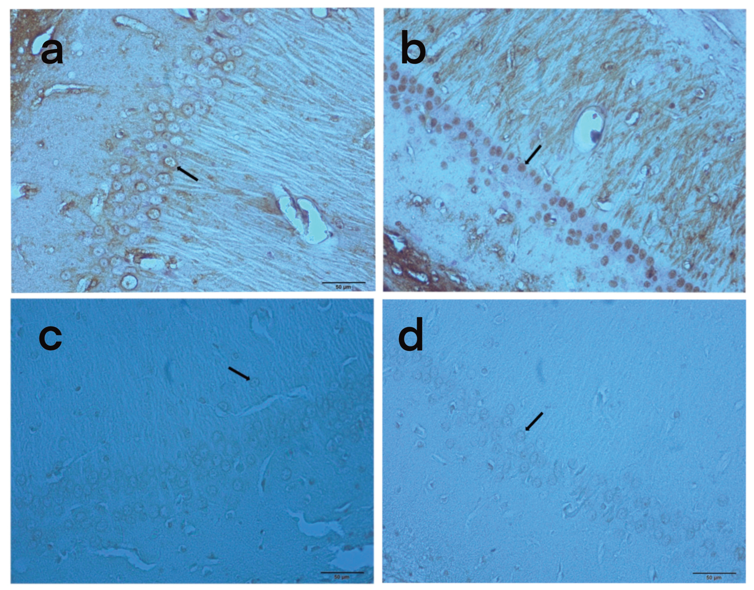 Preprints 100511 g004