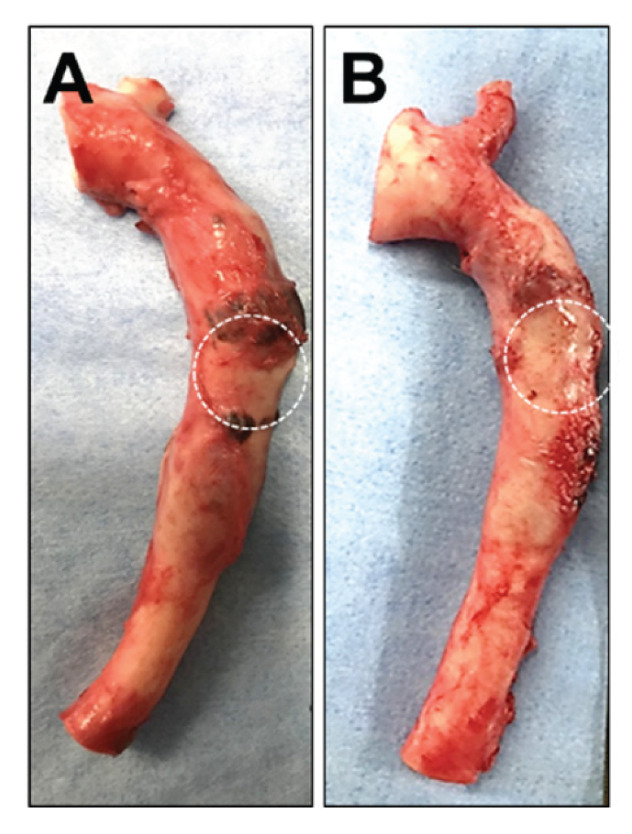 Preprints 195188 g007