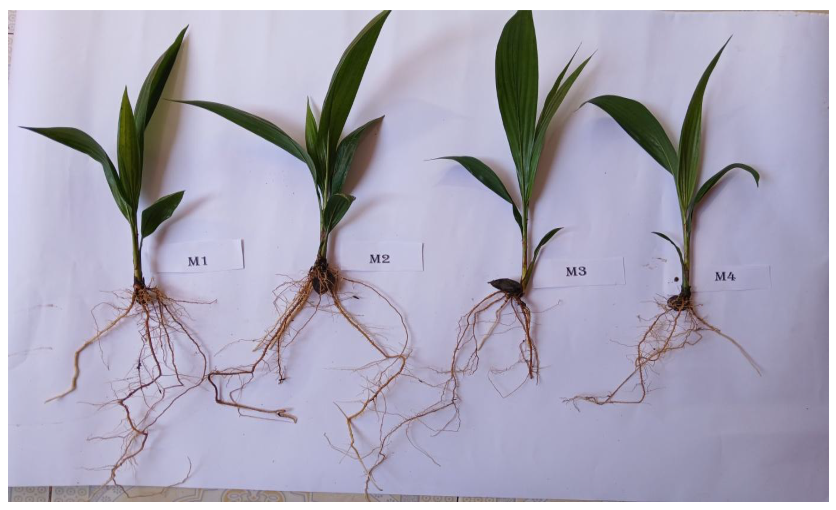 Preprints 182436 g002