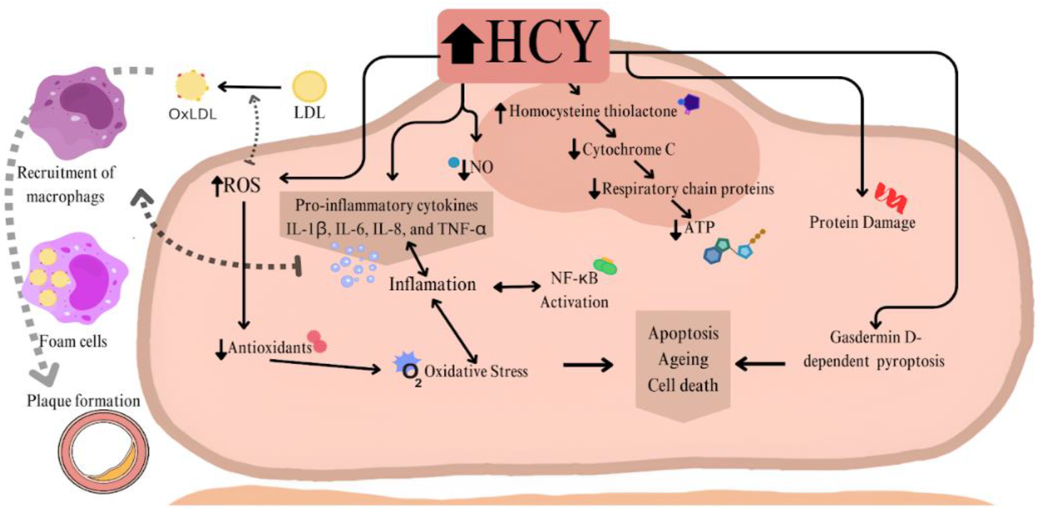 Preprints 152626 g003
