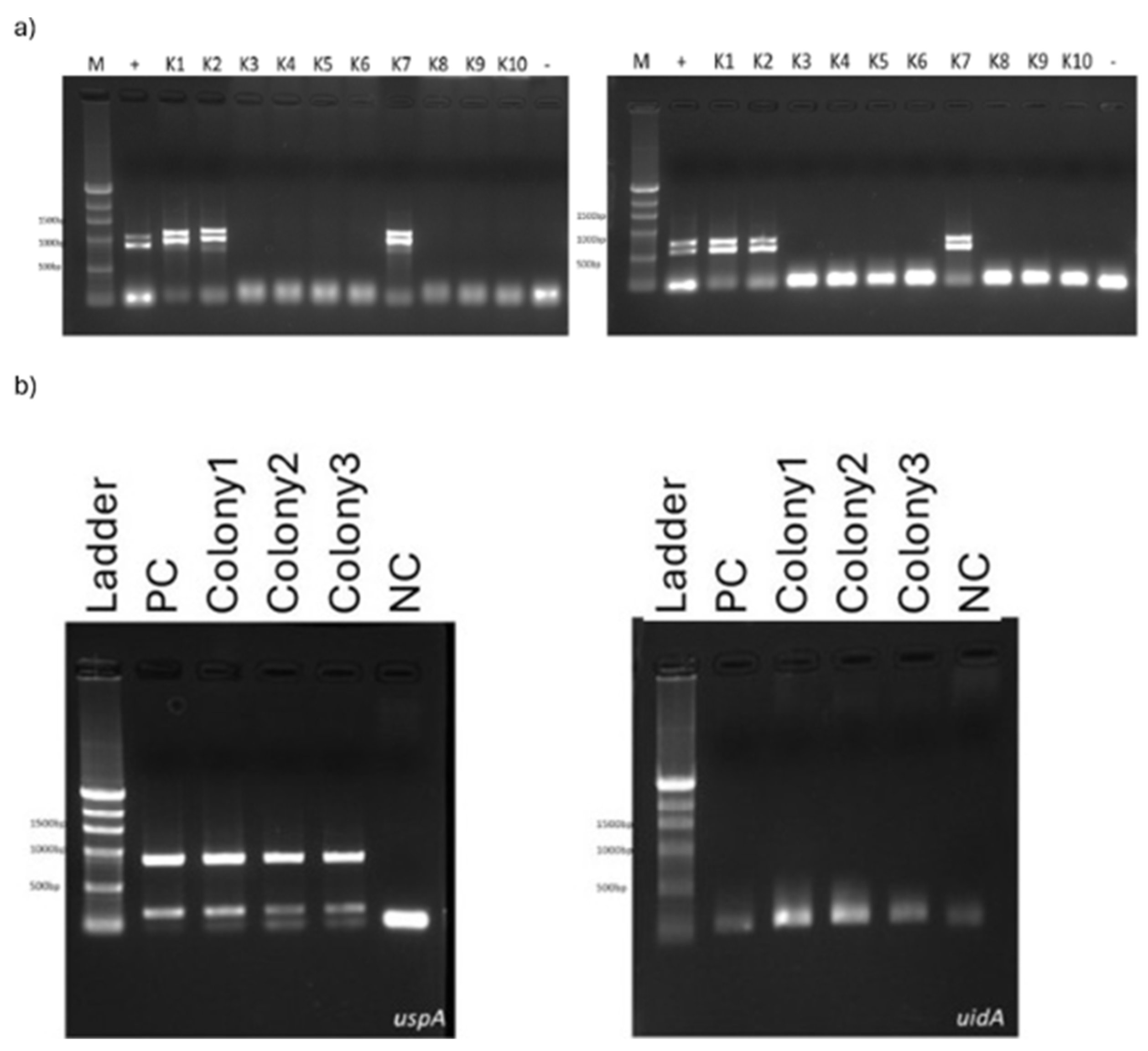 Preprints 170520 g001
