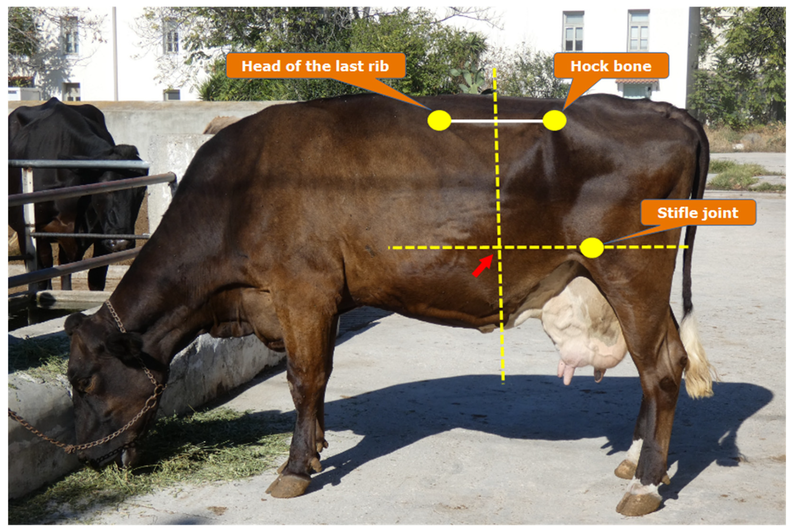 Preprints 150474 g002