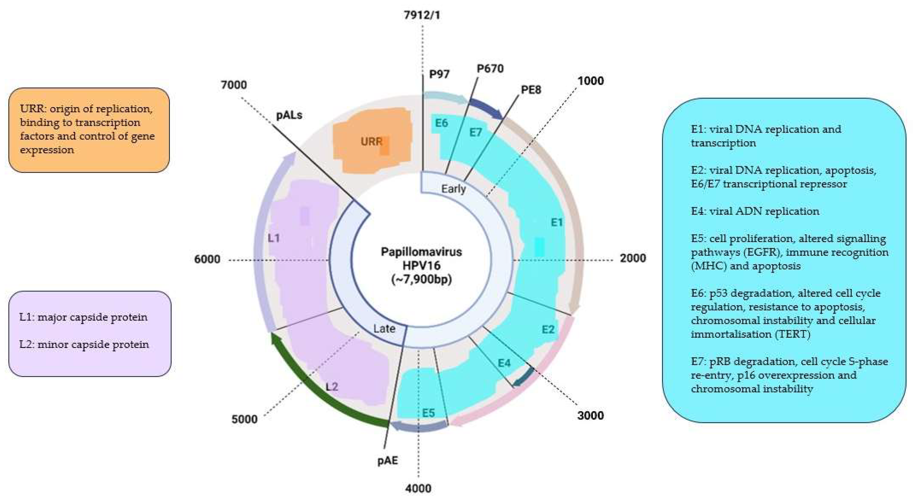 Preprints 146039 g001