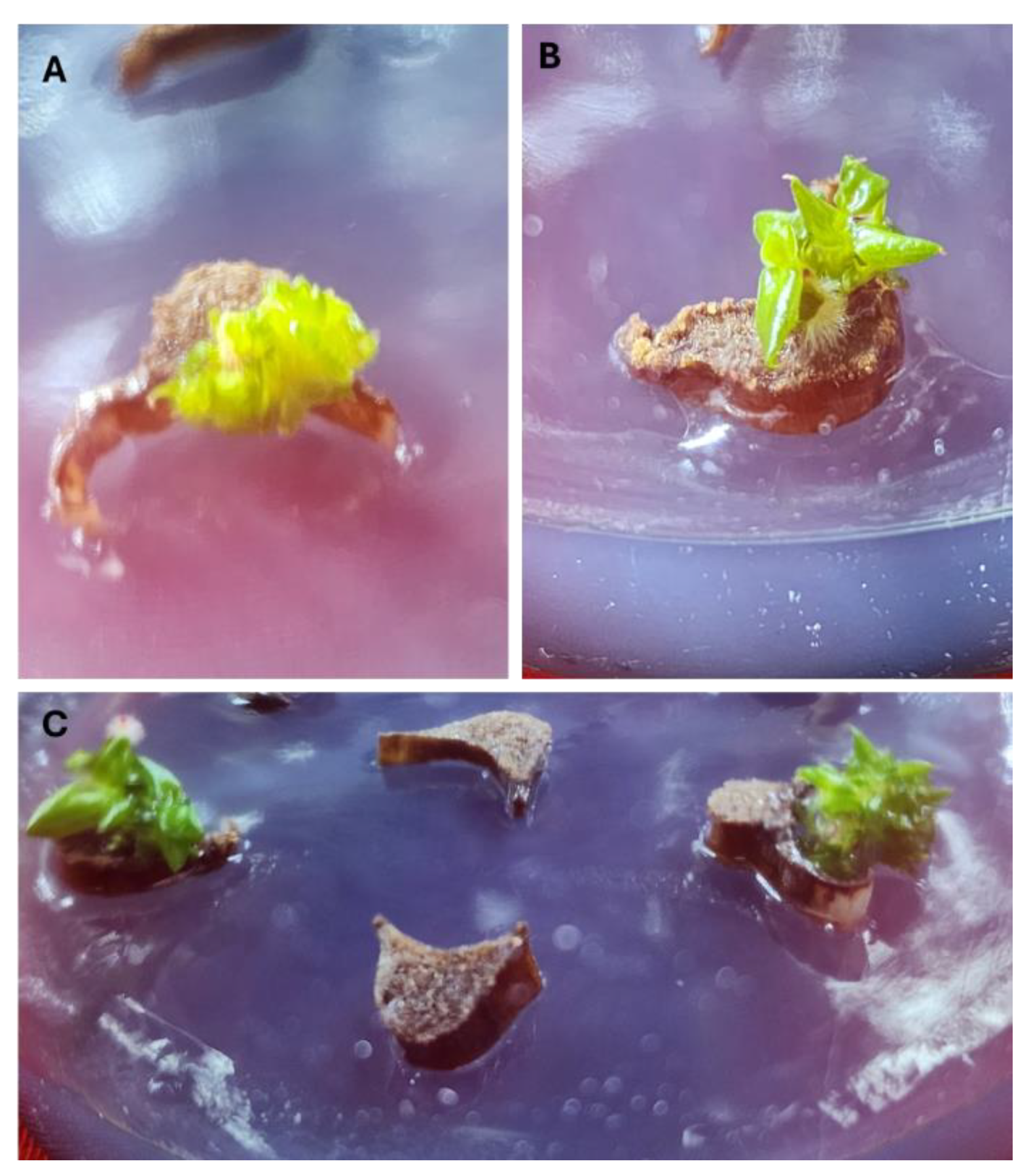 Preprints 159525 g001