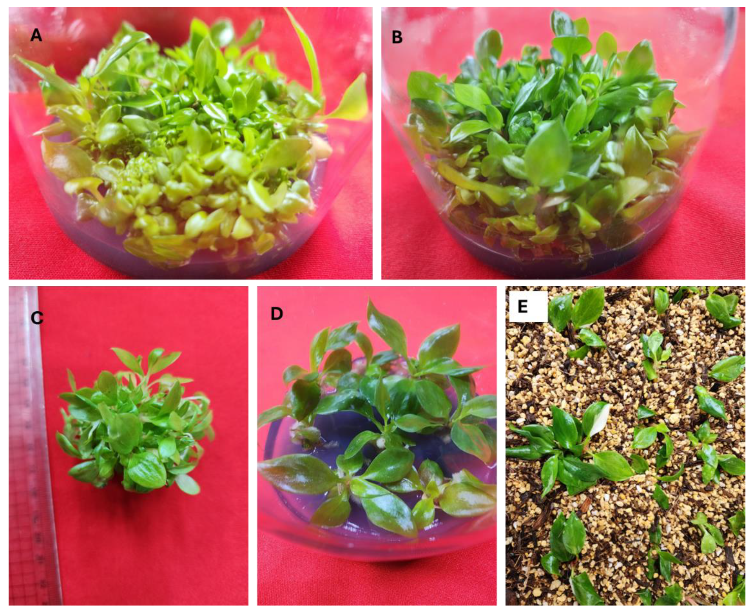 Preprints 159525 g002