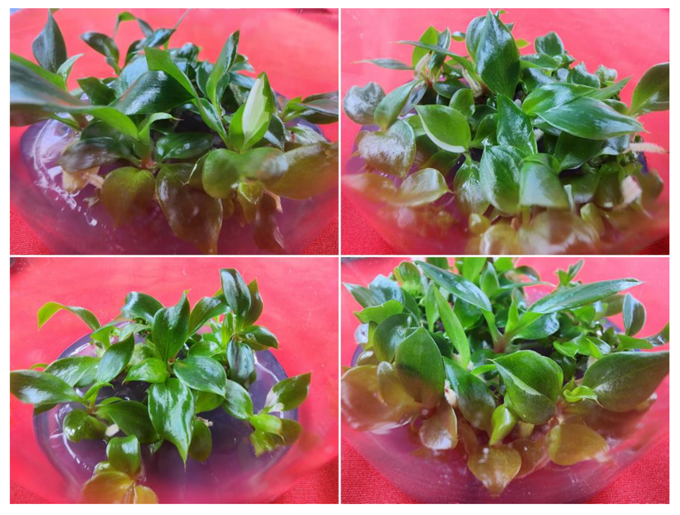 Preprints 159525 g003