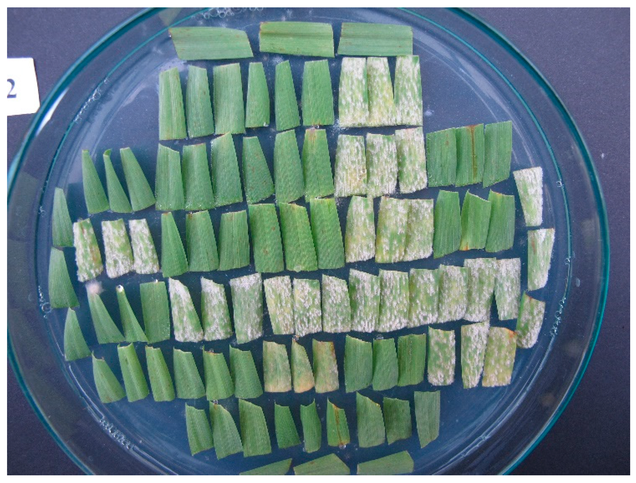 Preprints 151623 g001