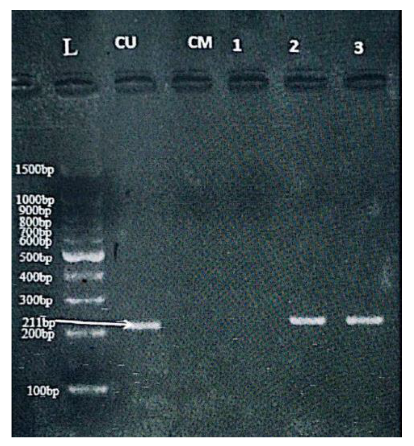 Preprints 188013 g003